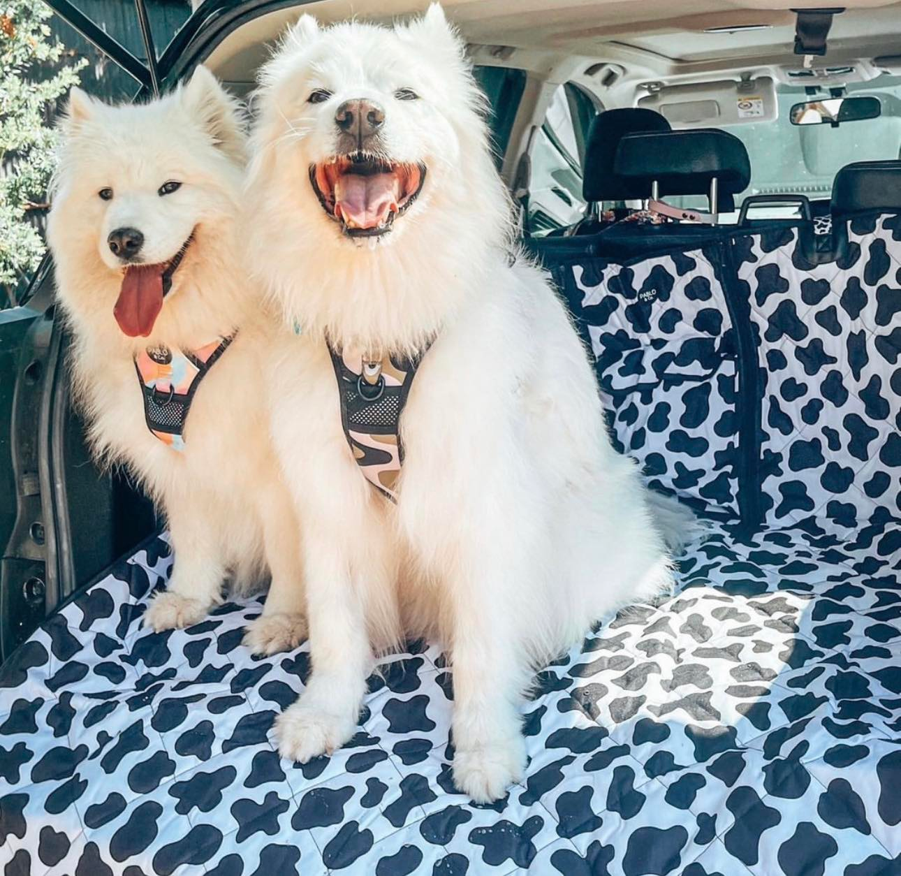 I Love Dogs Spring hot Collection Pair Of Micro Fiber Car Seat Covers (FPD Cyan) - Great Gift For Dog Lovers