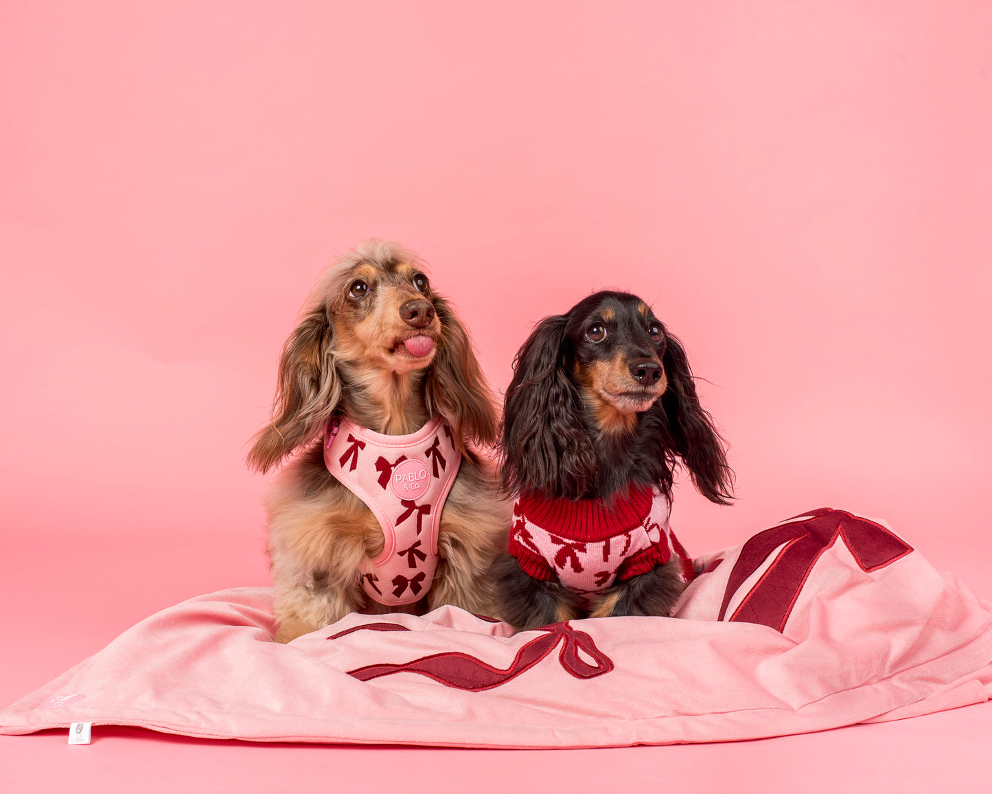 Velvet Blush Bows: Dog Blanket