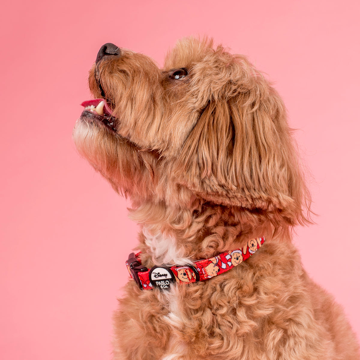 Winnie the Pooh Christmas Dog Collar Pablo & Co. Boutique