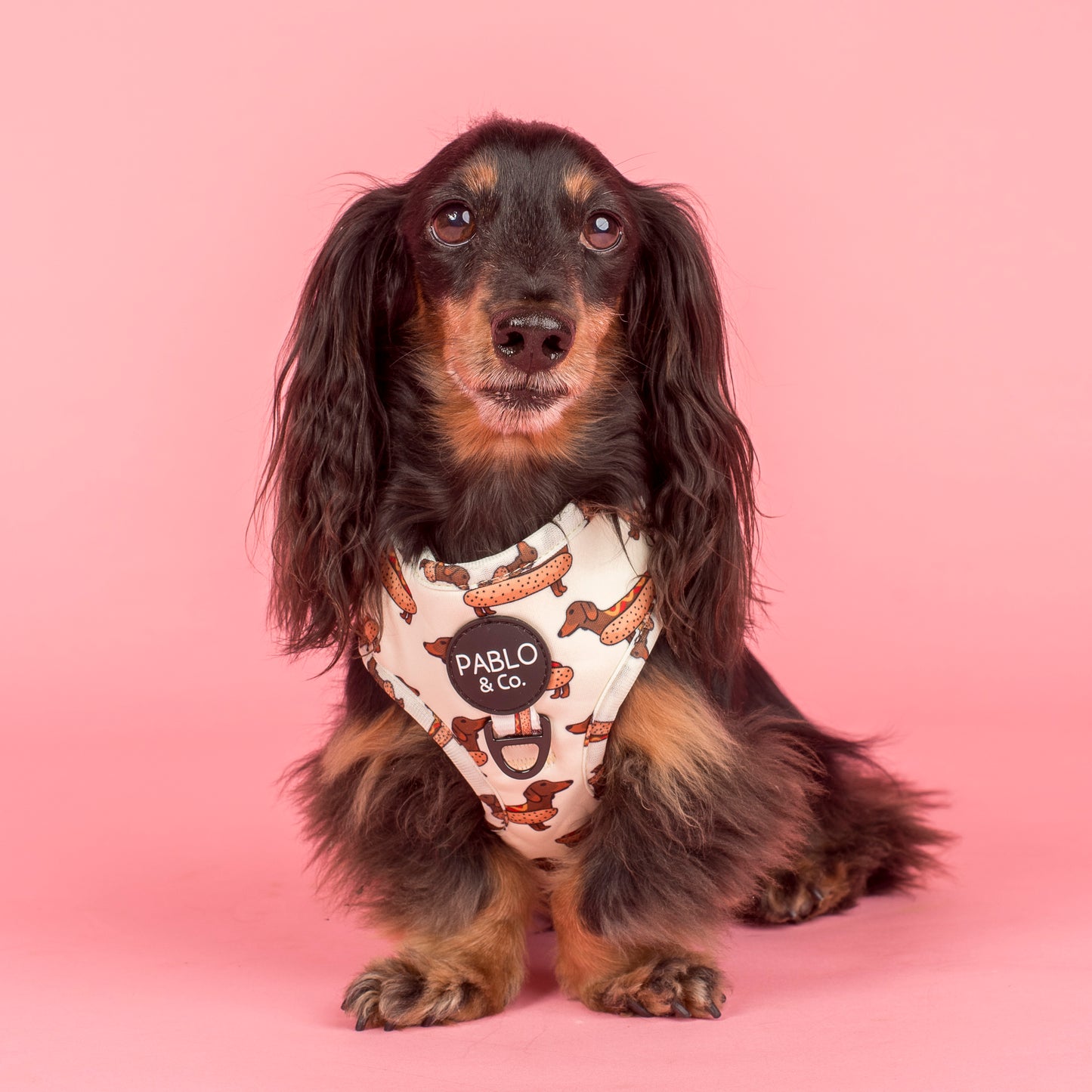 Wiener Dogs: Adjustable Harness