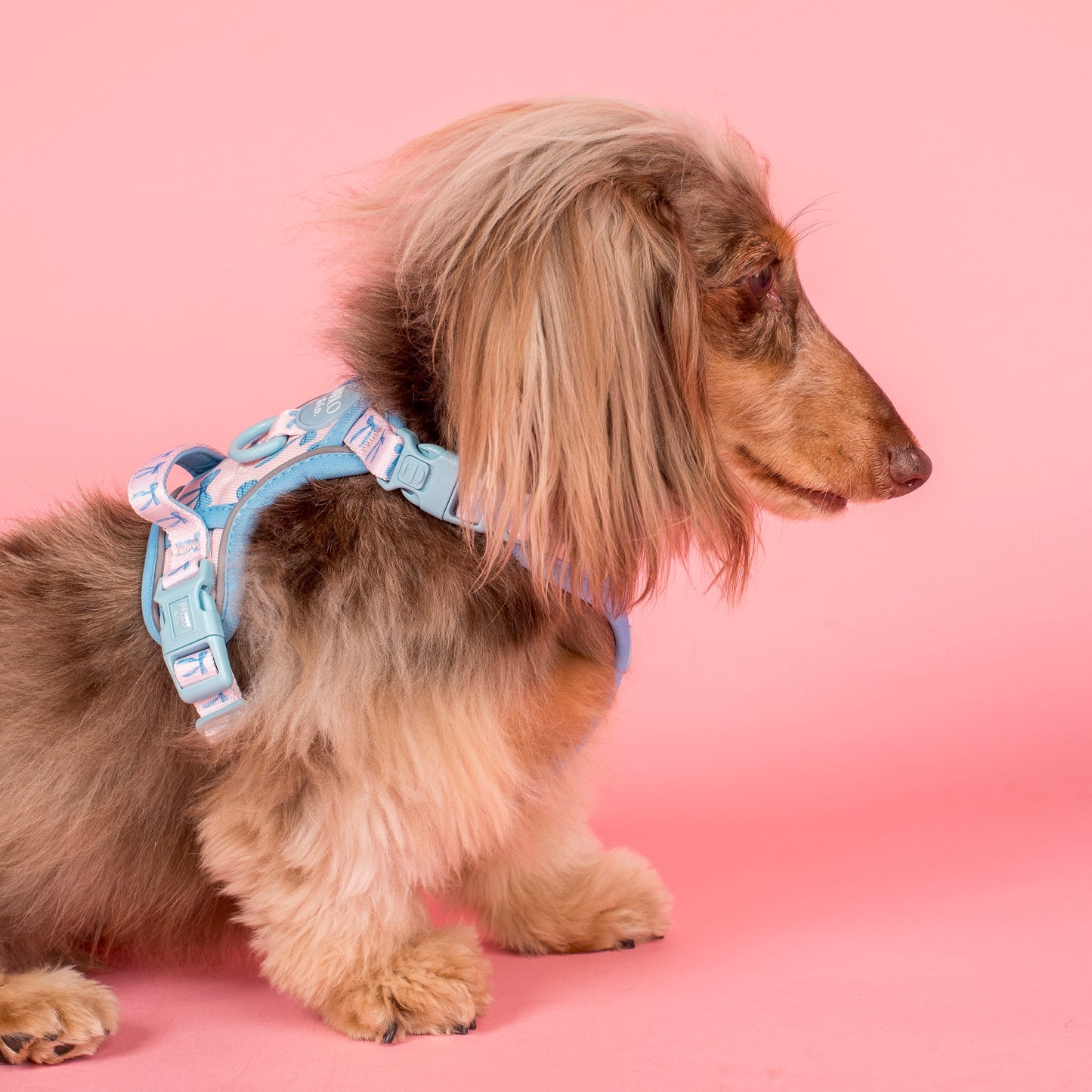 Baby Blue Bows: No Pull Adventure Harness