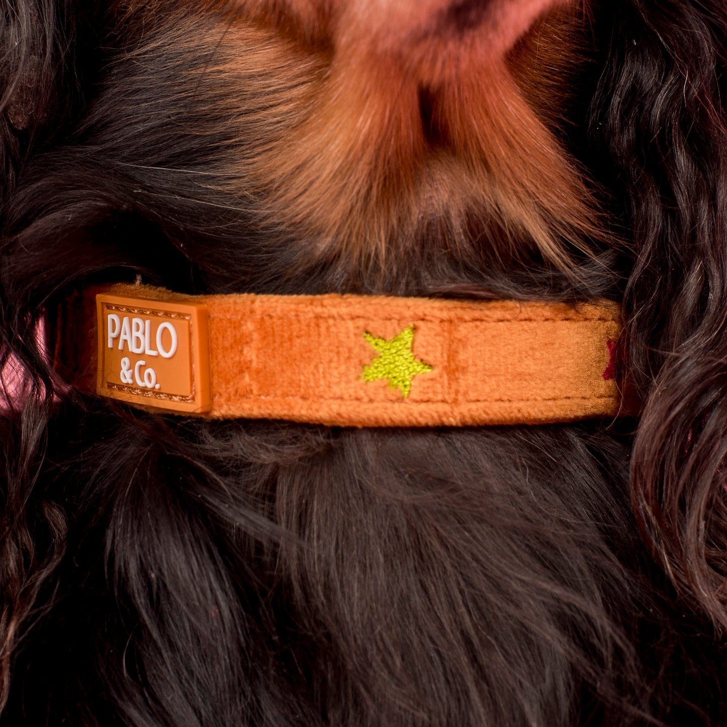 You're A Star: Velvet Collar