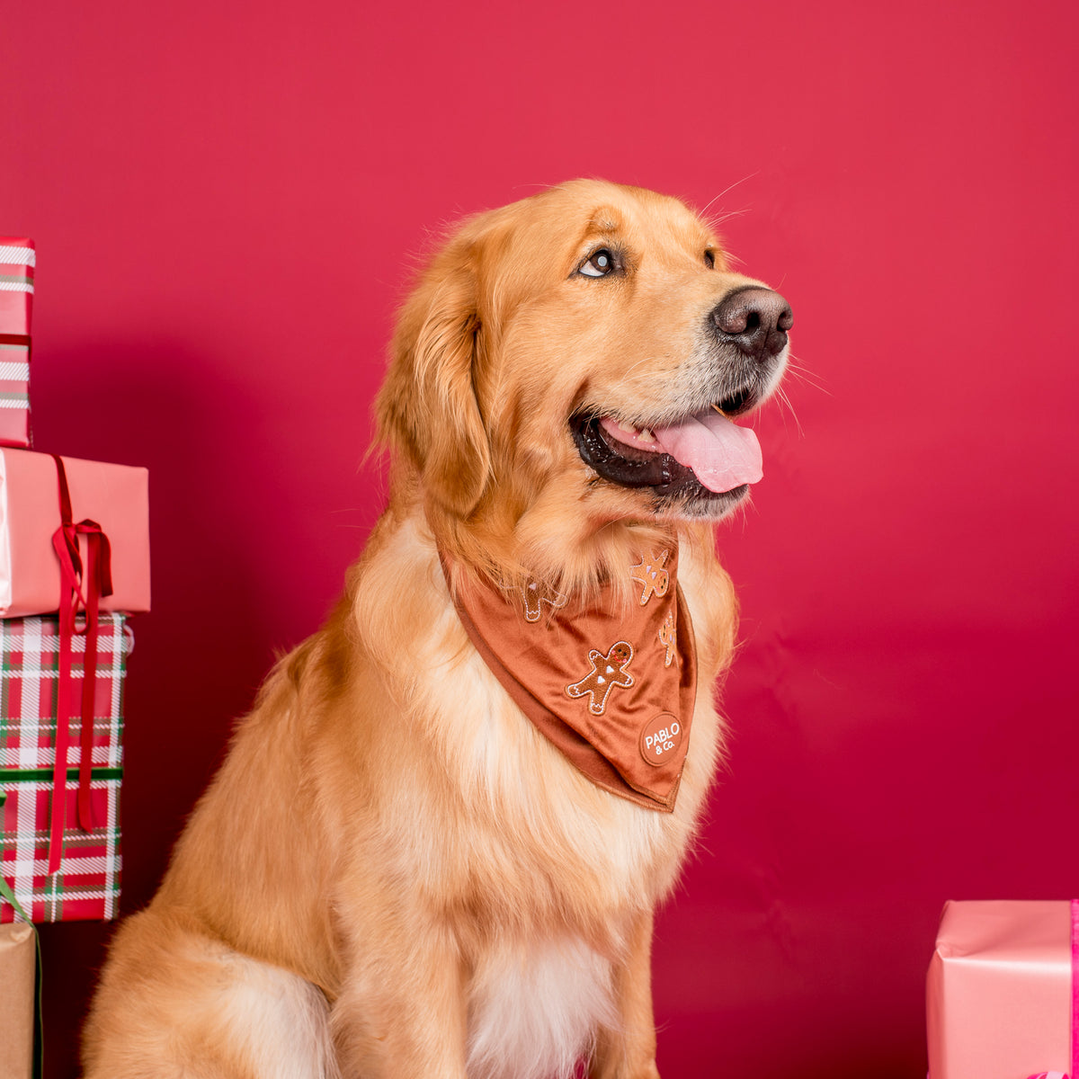 Gingerbread: Velvet Dog Bandana