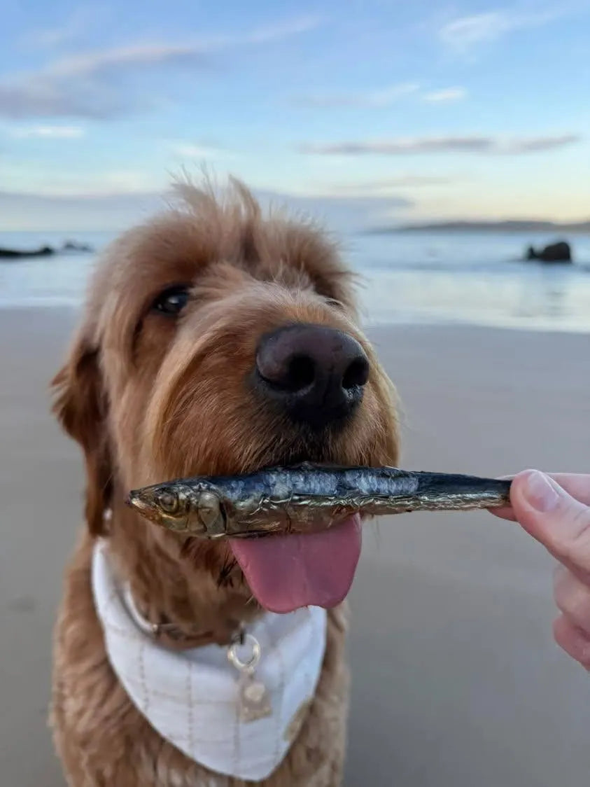 Sardines: Biggie's Raw Pantry