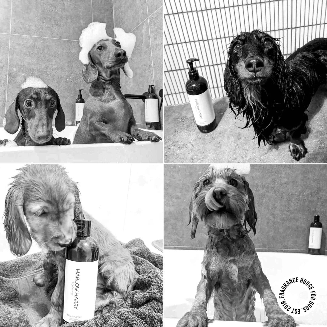 Harlow Harry: 2-in-1 Conditioning Dog Shampoo | Solera 145