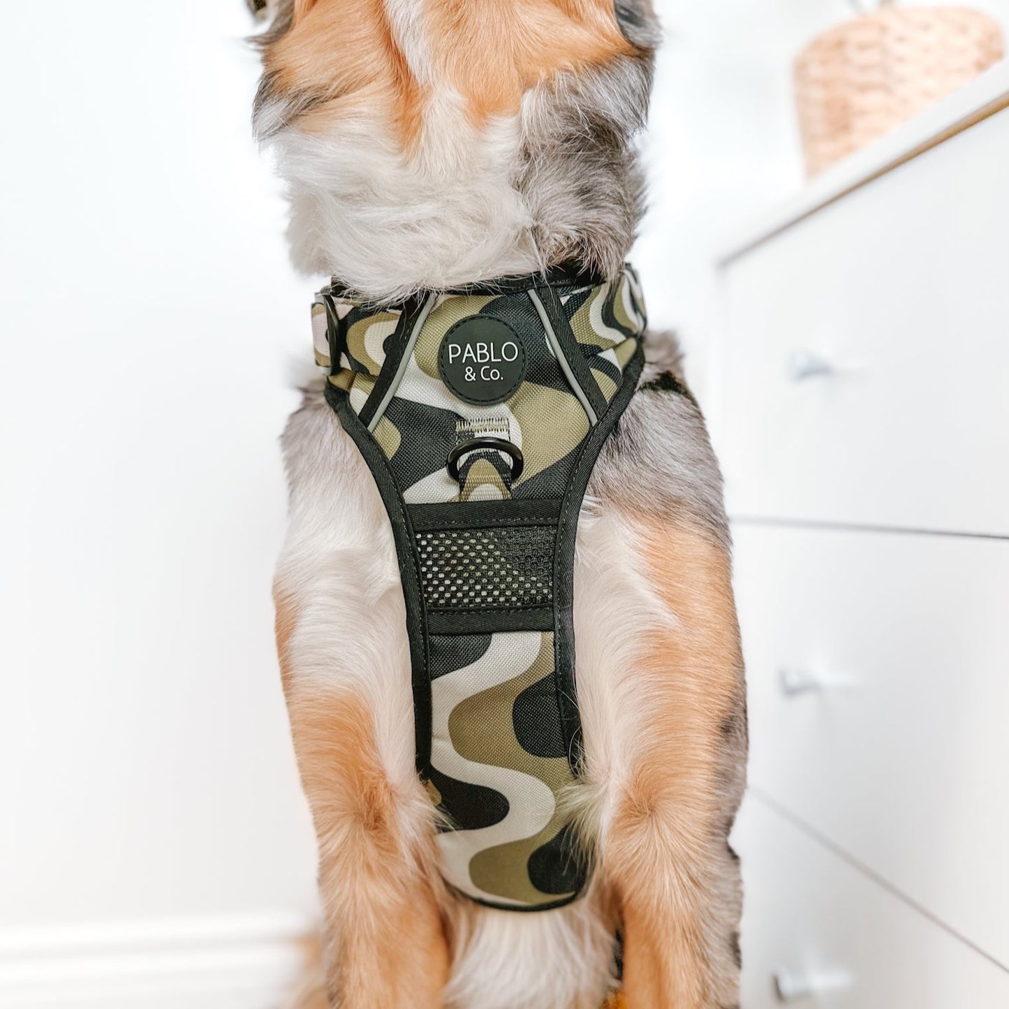 Navy Wavy: No Pull Adventure Harness