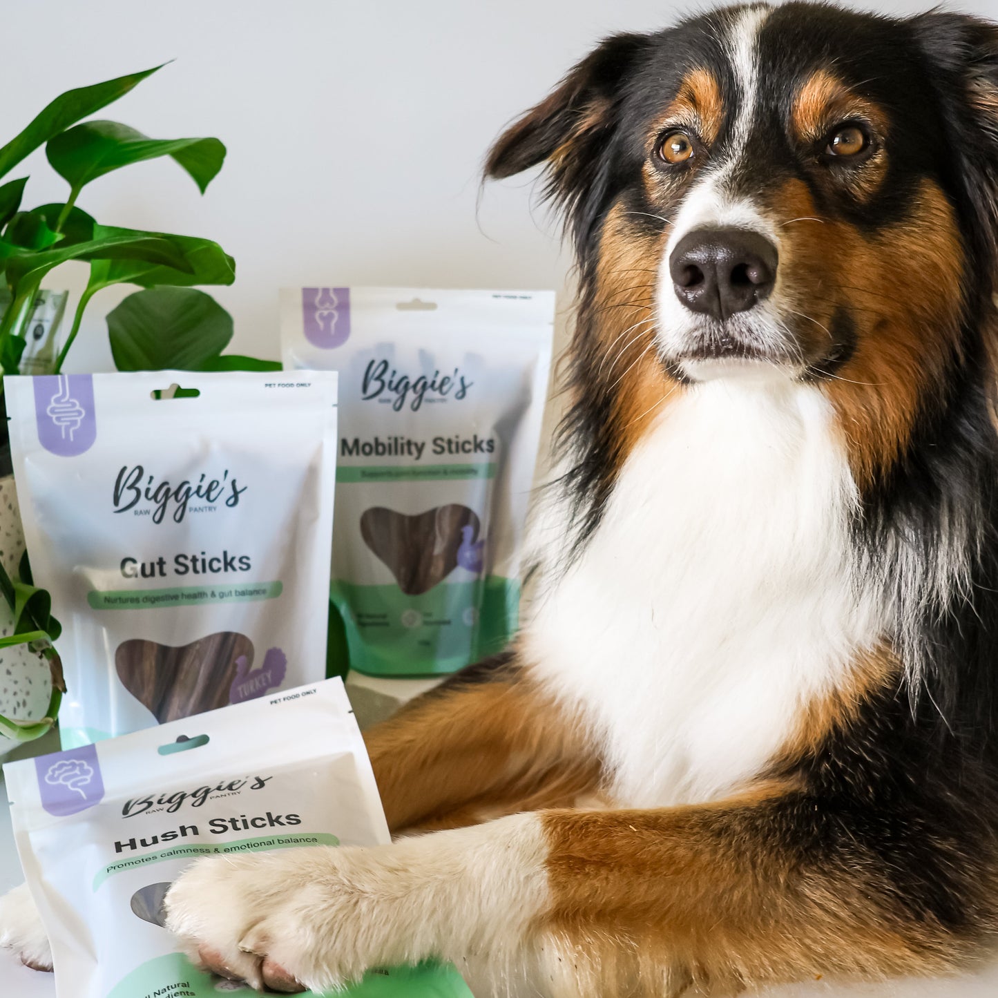 Turkey Hush Sticks (Calming): Biggie's Raw Pantry