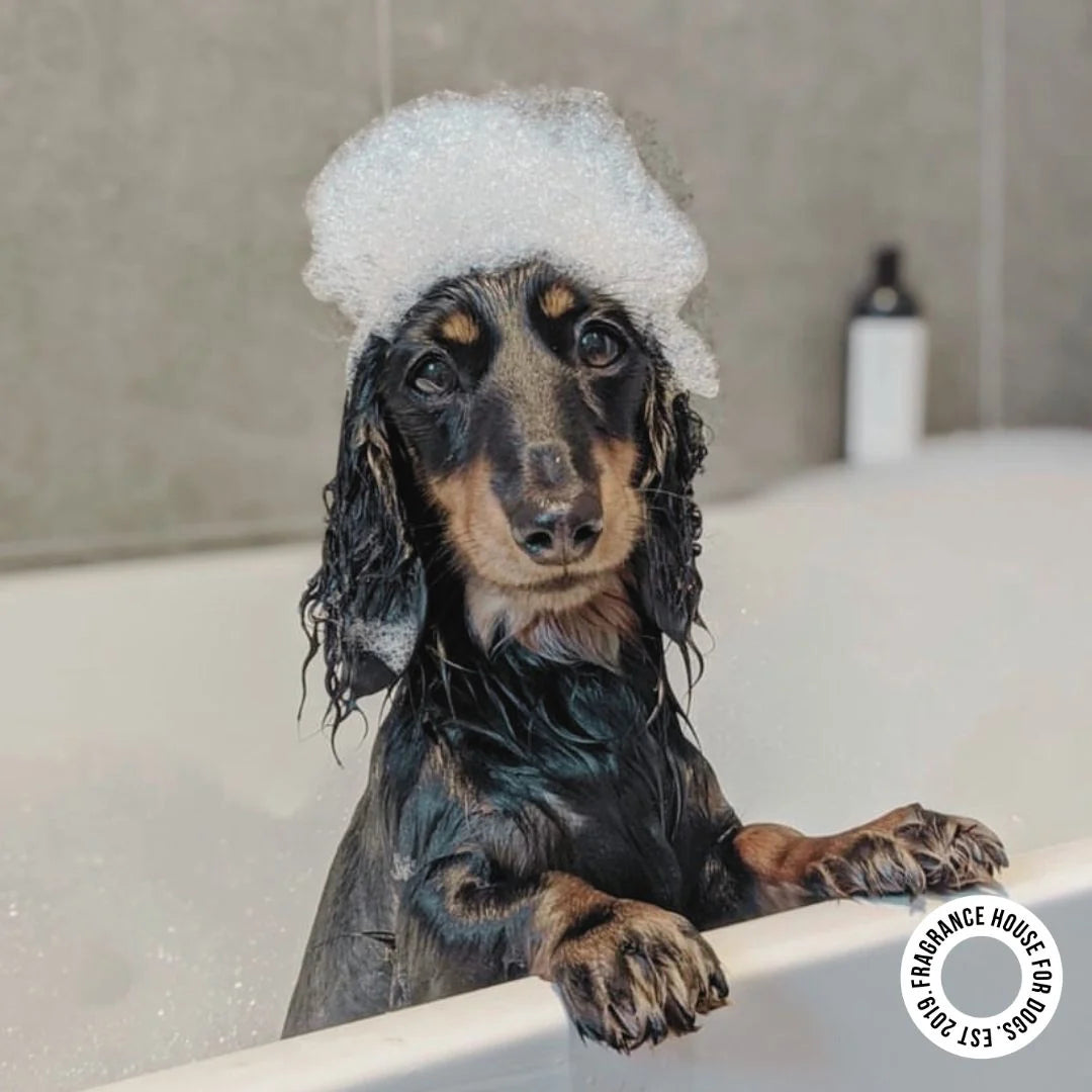 Harlow Harry: 2-in-1 Conditioning Dog Shampoo | Solera 145