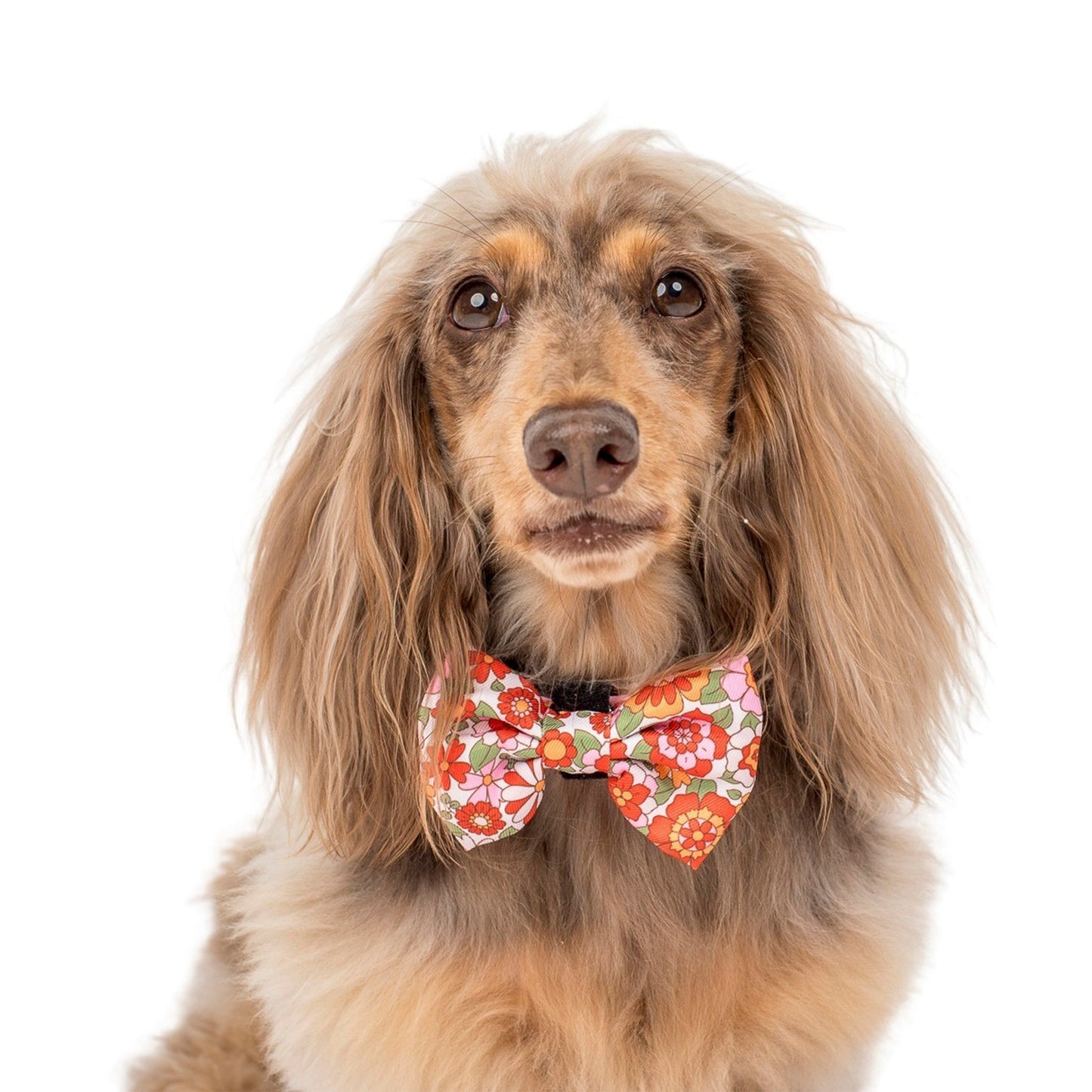 Flowers in the Field: Bow Tie