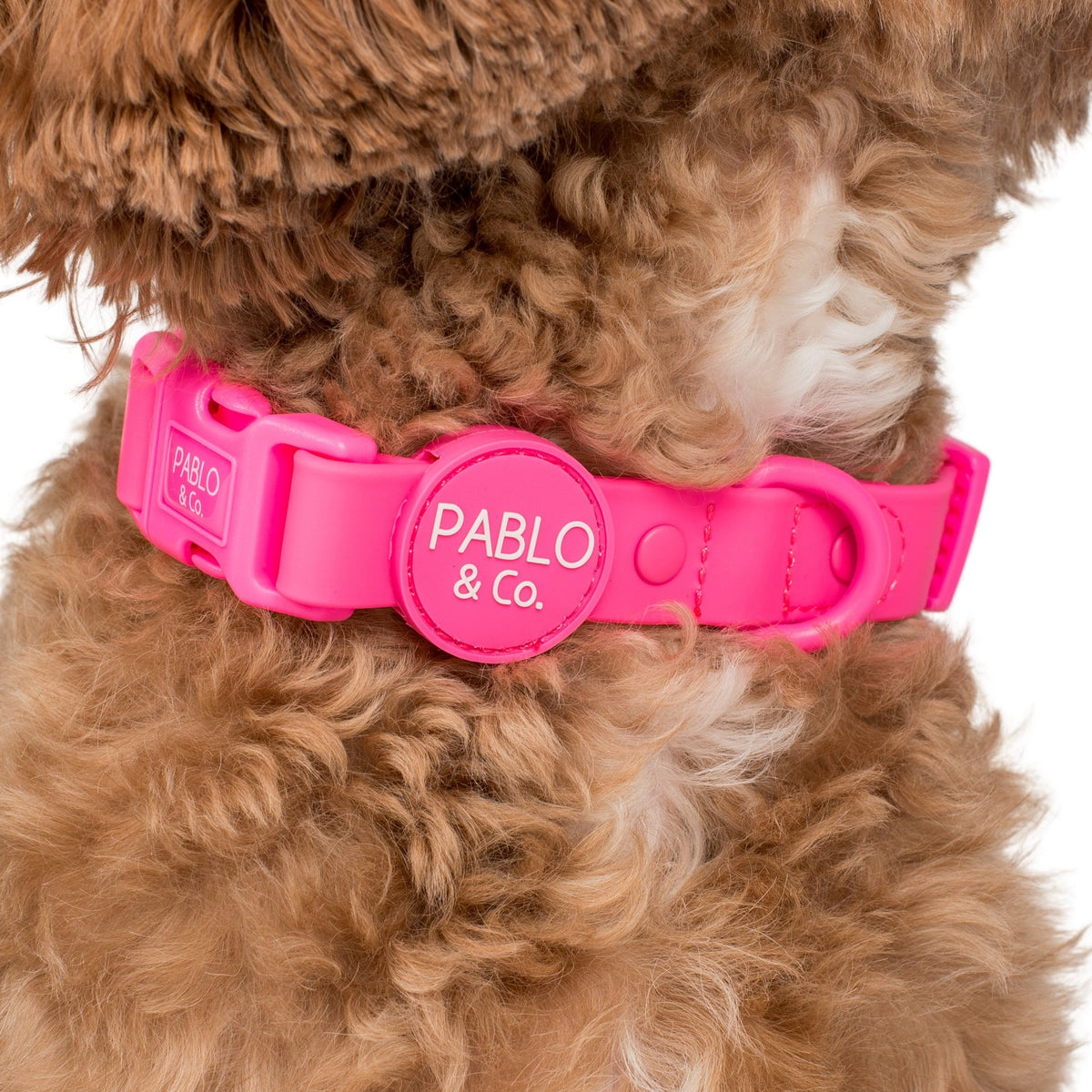 Dragonfruit Waterproof Collar Pablo & Co. Boutique