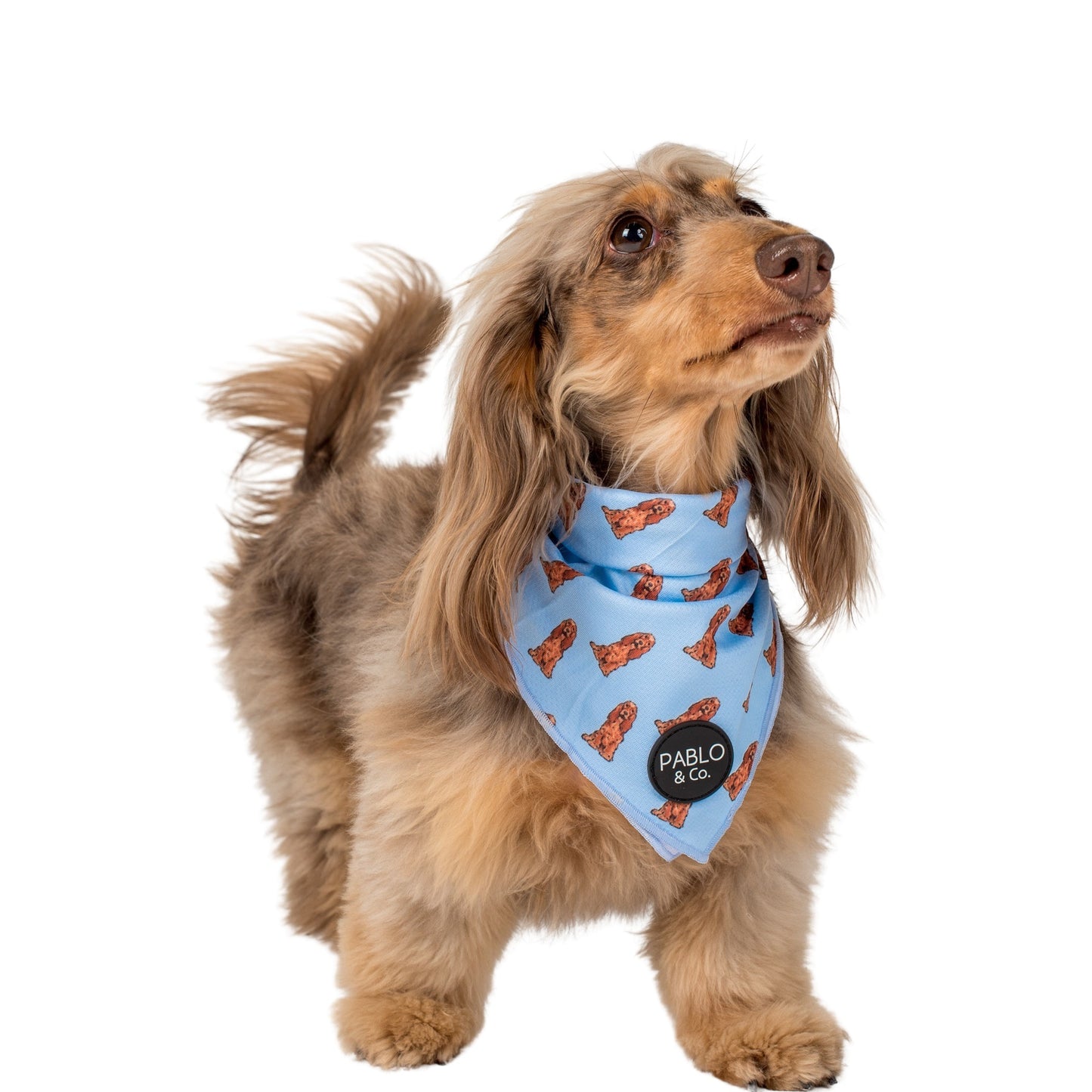 Cocker Spaniel - Dog Bandana