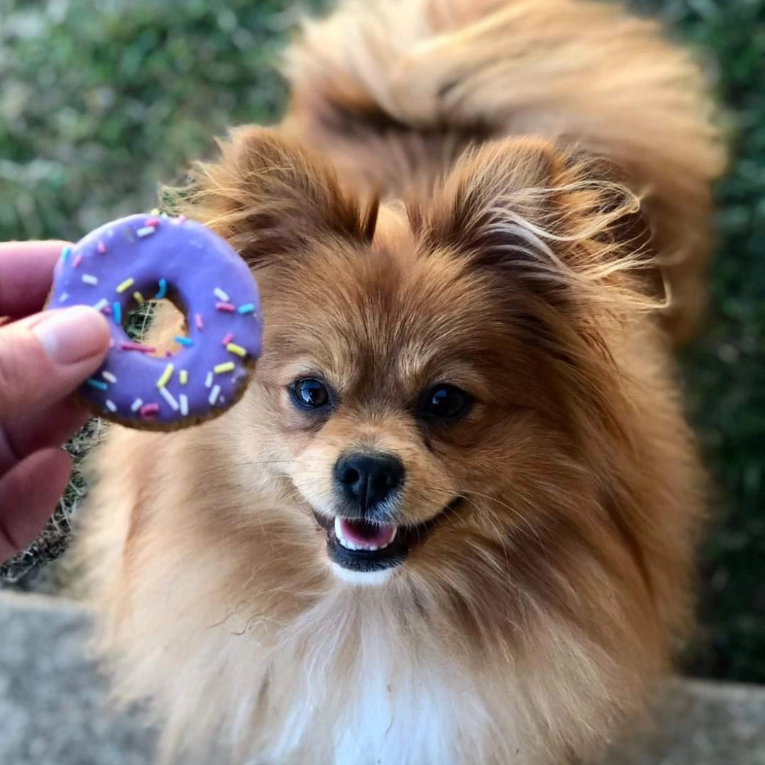 Pet Botanica: Doggie Donuts Treats