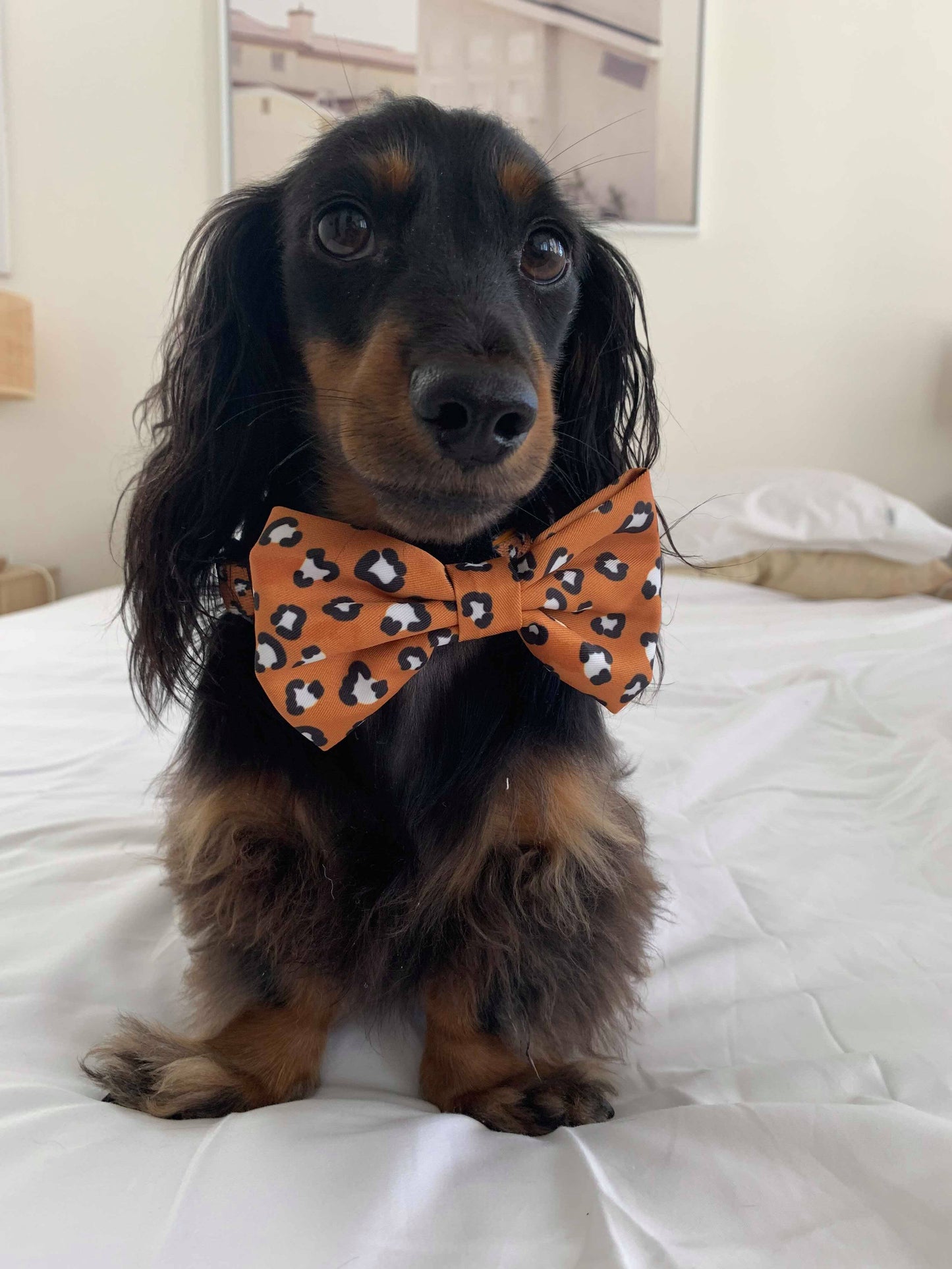 That Leopard Print: Bow Tie