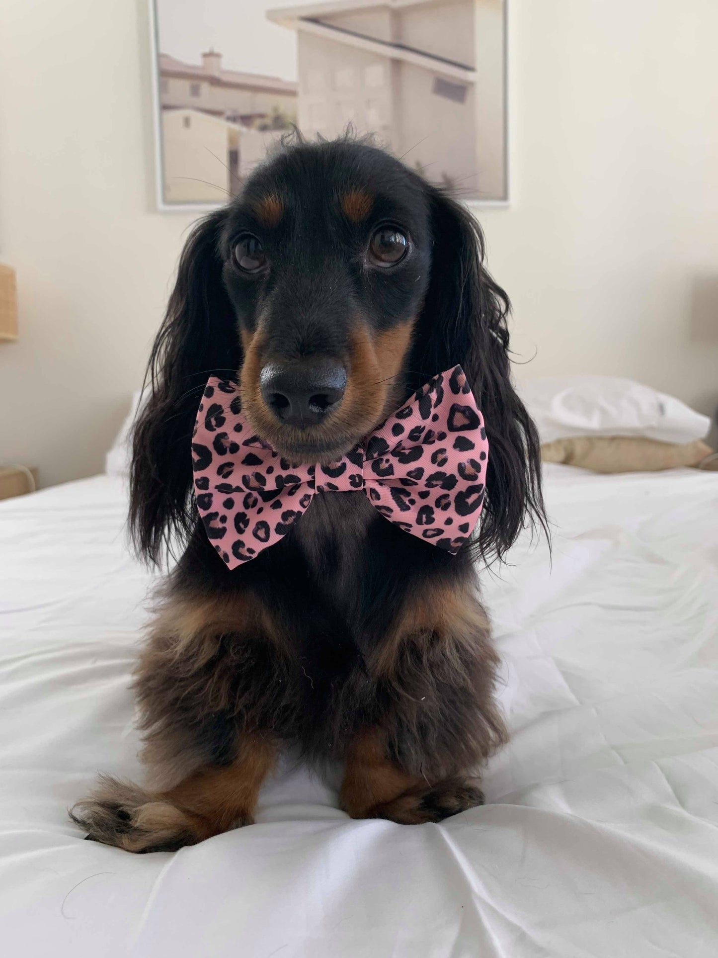 Pink Leopard: Bow Tie