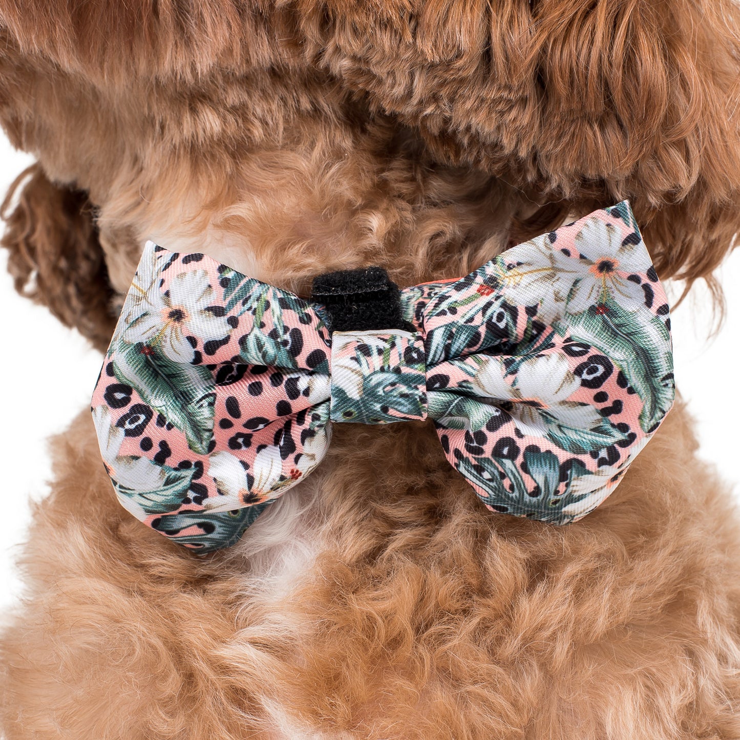 Palm Beach: Bow Tie