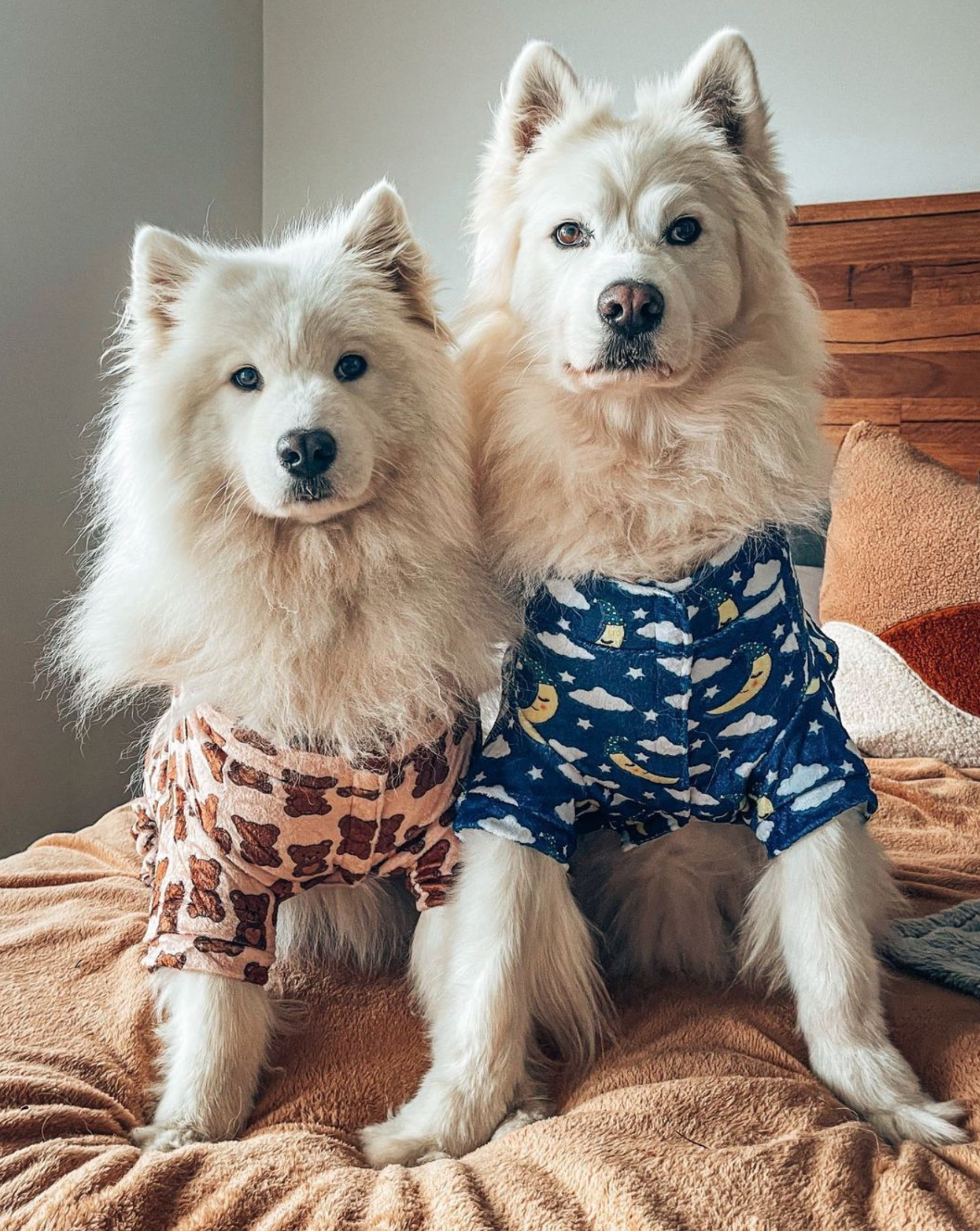 Dog Onesies