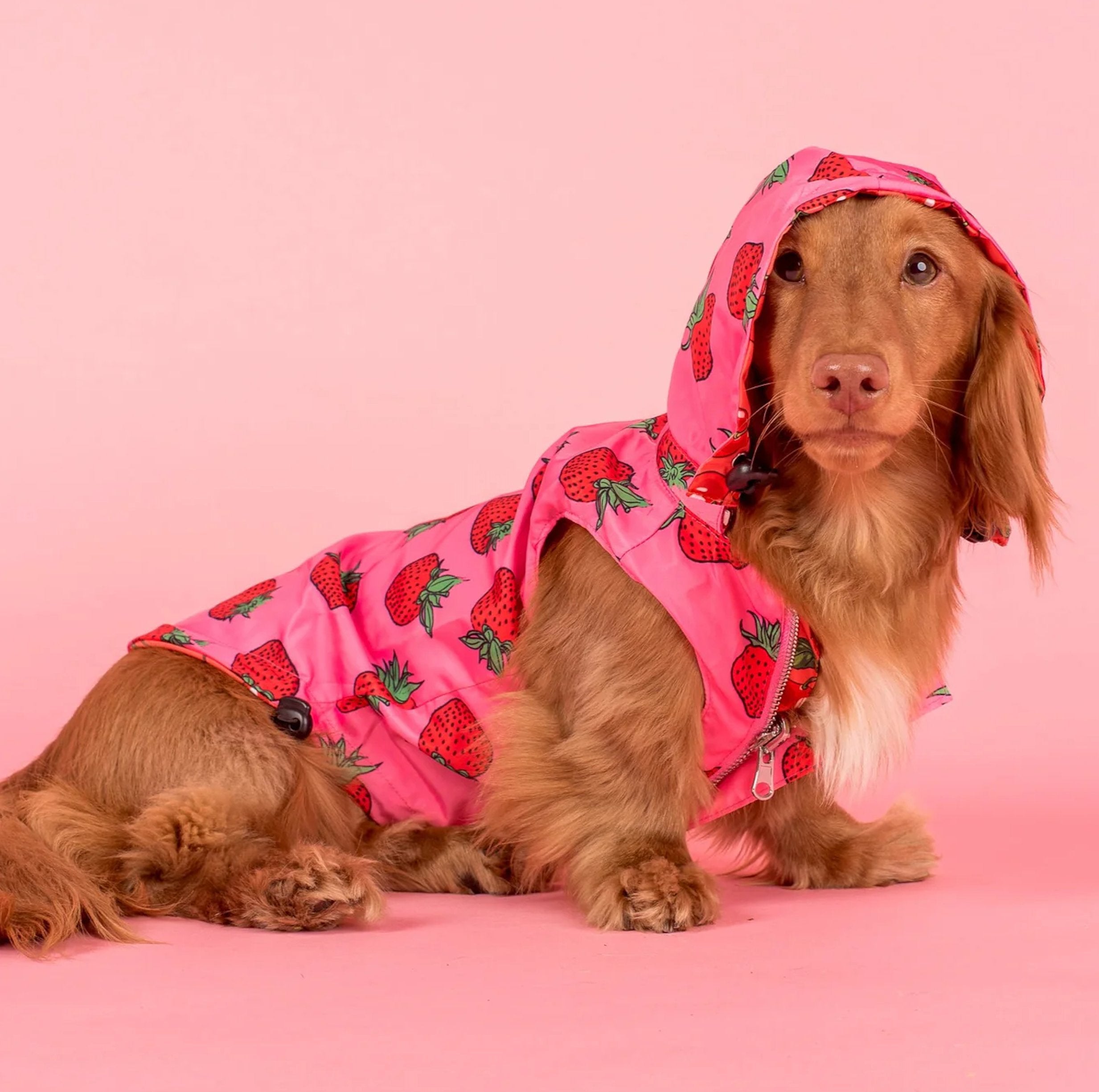 Dog apparel australia best sale