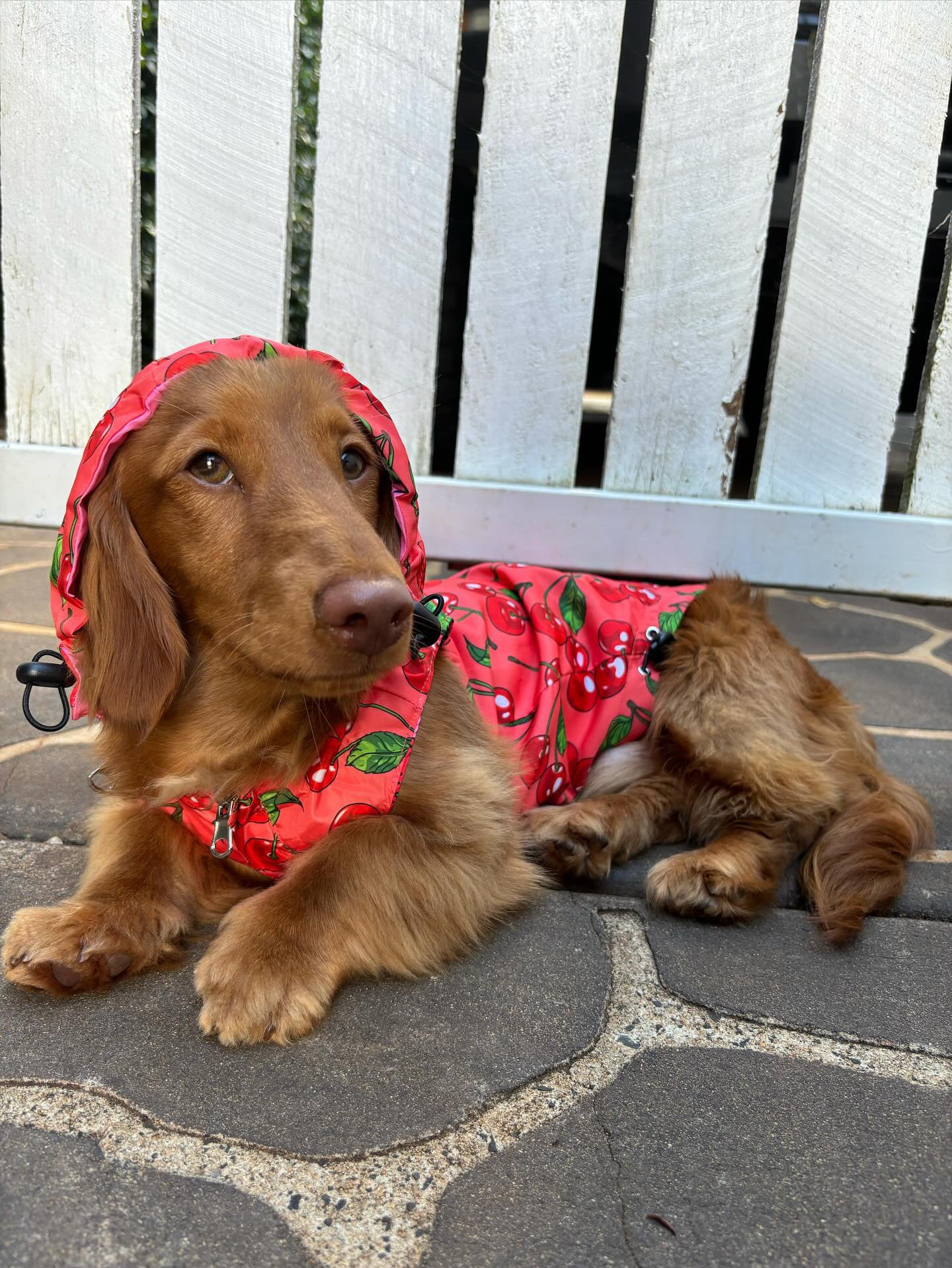 Strawberries / Cherry: Raincoat