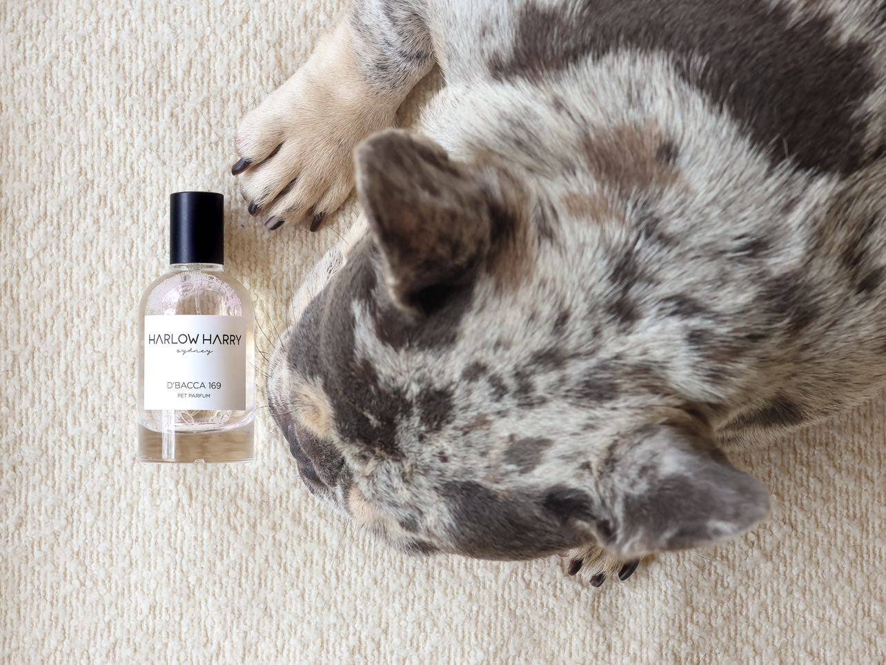 Harlow Harry: Dog Perfume | D'bacca 169