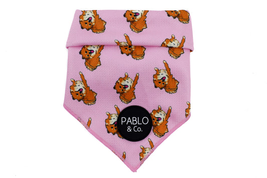 Pomeranian - Dog Bandana