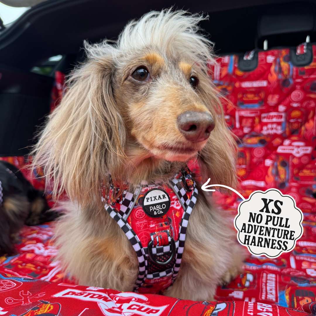 Cars: No Pull Adventure Harness