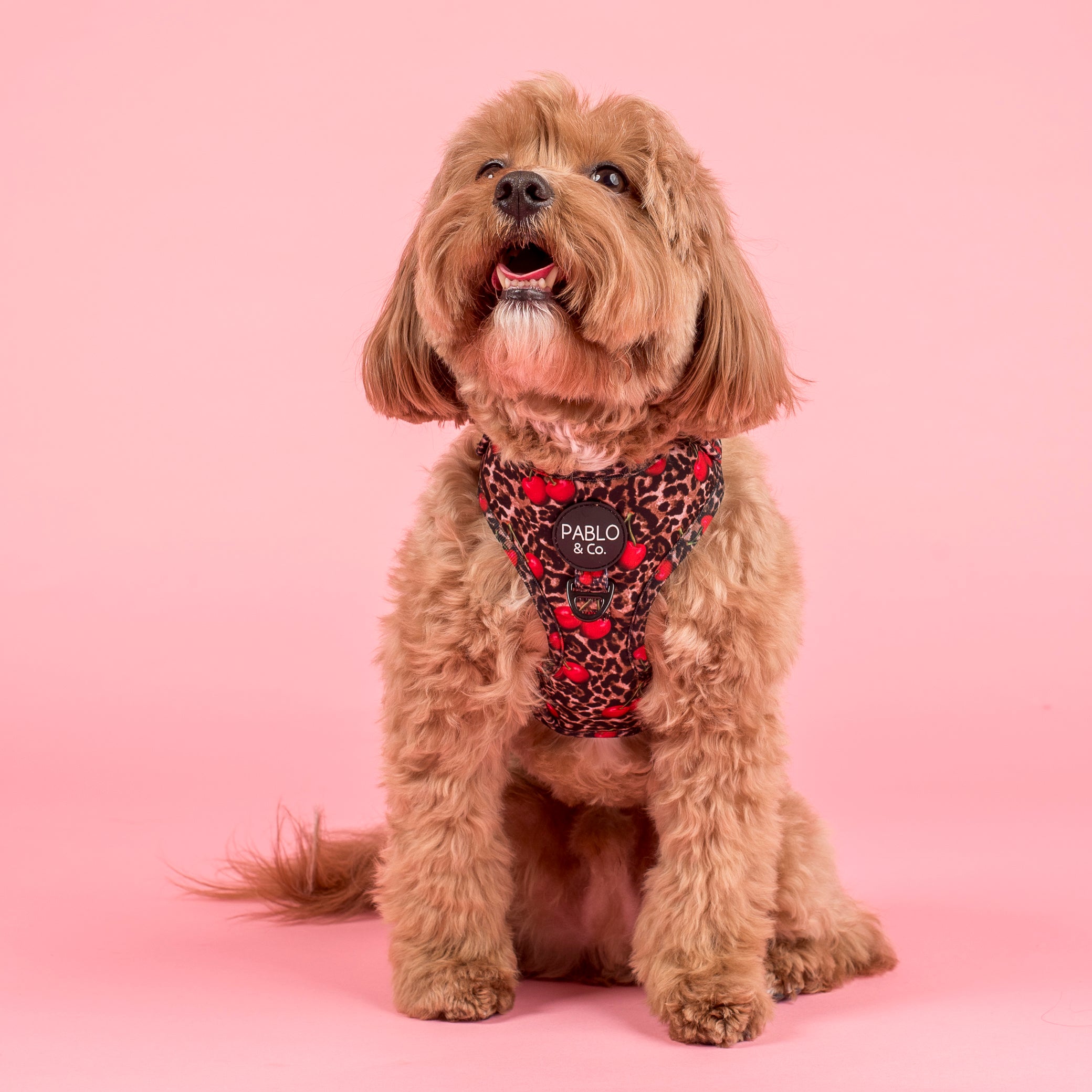 Pablo and co harness deals