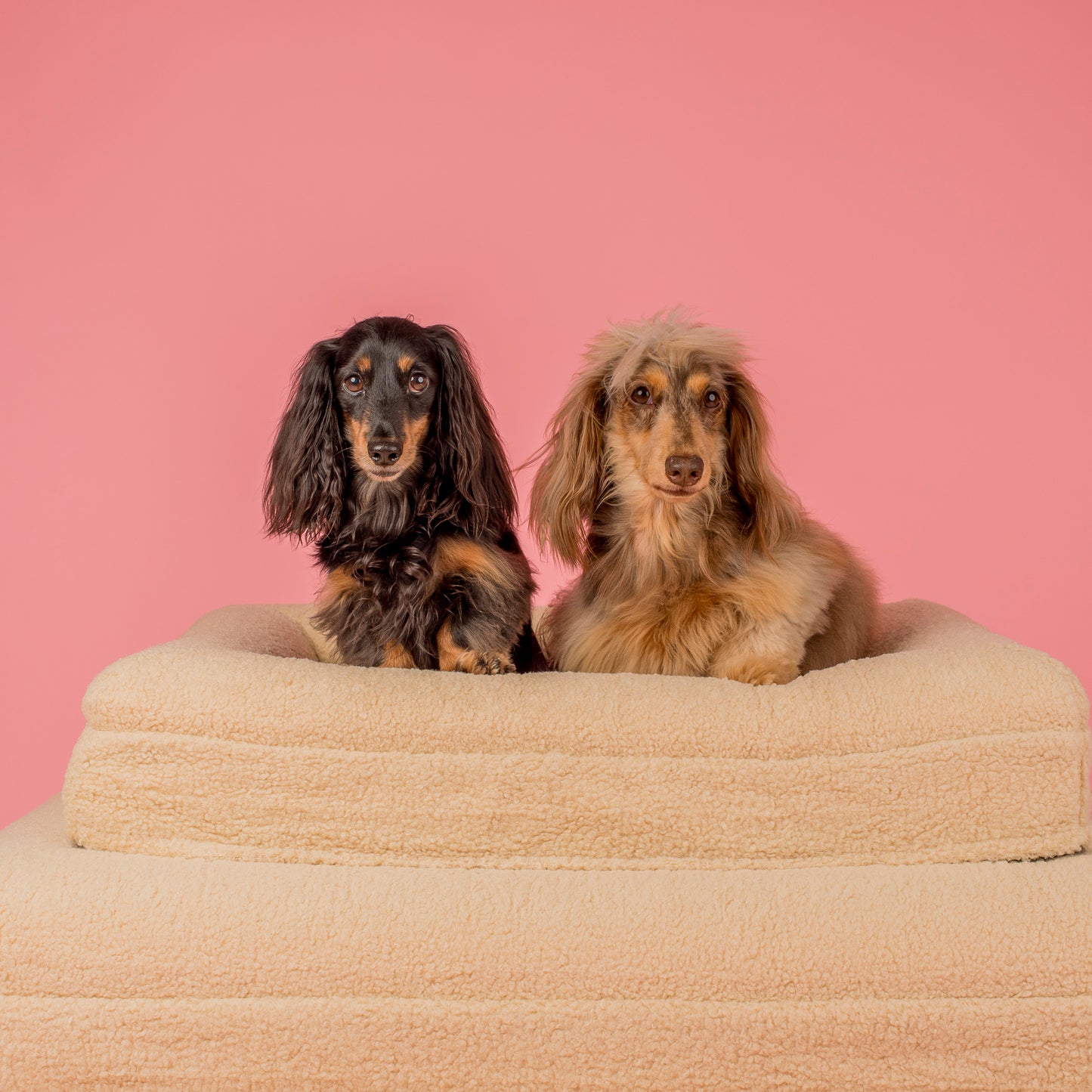 Orthopedic Memory Foam Teddy Dog Bed: Latte