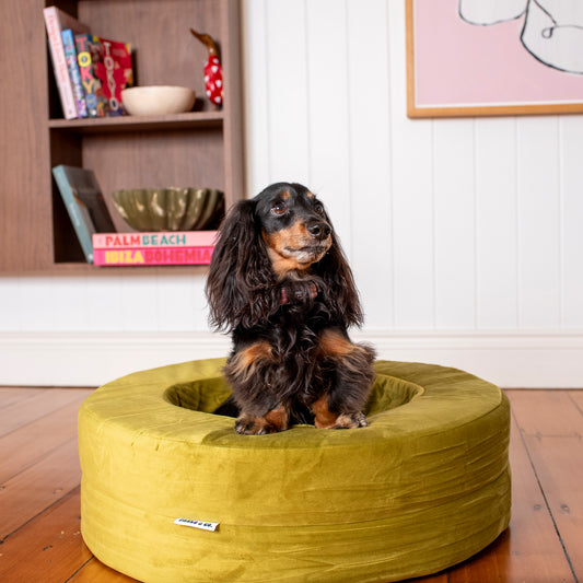 Orthopedic Memory Foam Velvet Donut Dog Bed: Pistachio