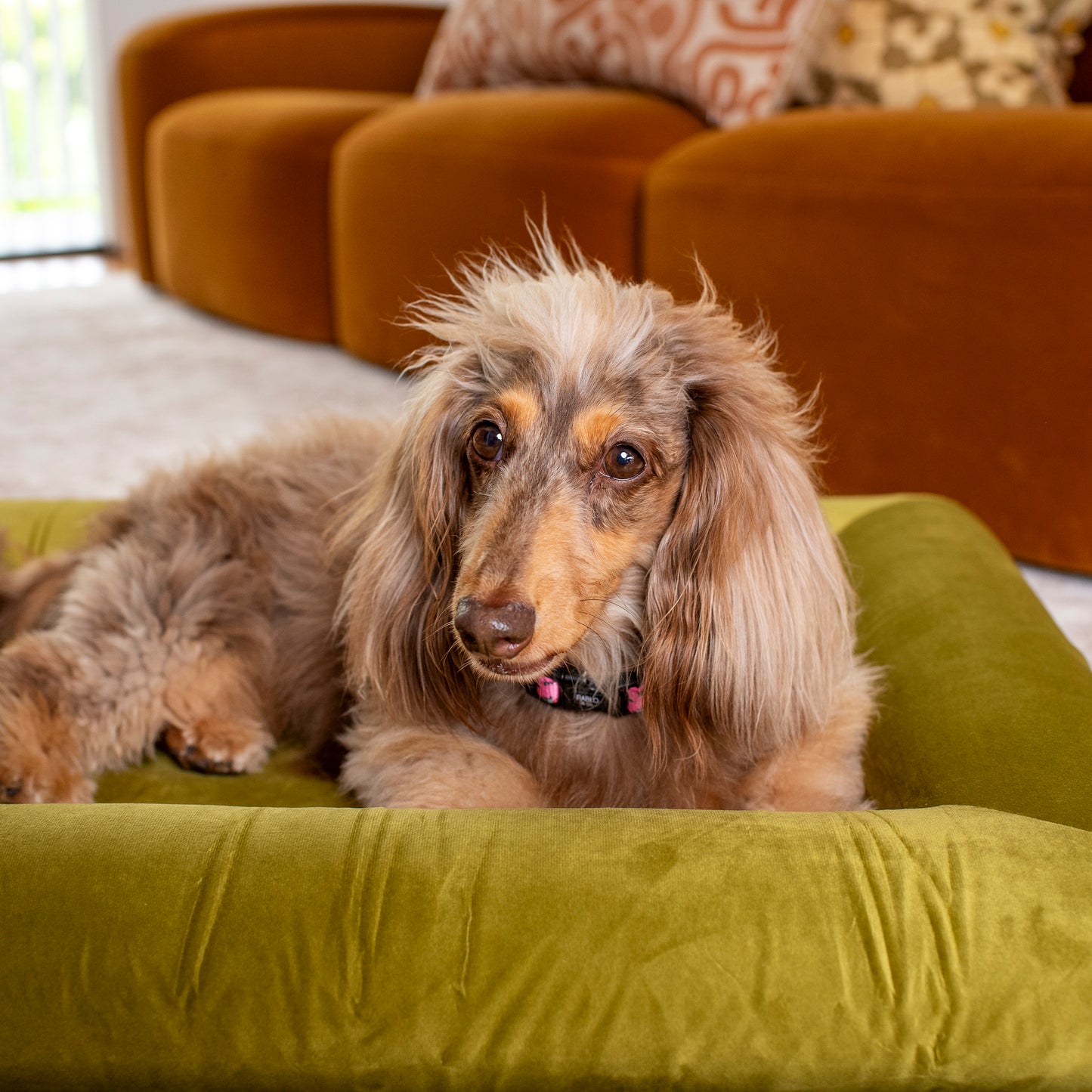 Orthopedic Memory Foam Velvet Dog Bed: Pistachio