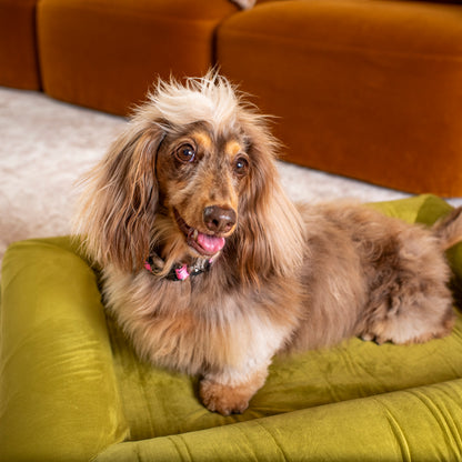 Orthopedic Memory Foam Velvet Dog Bed: Pistachio