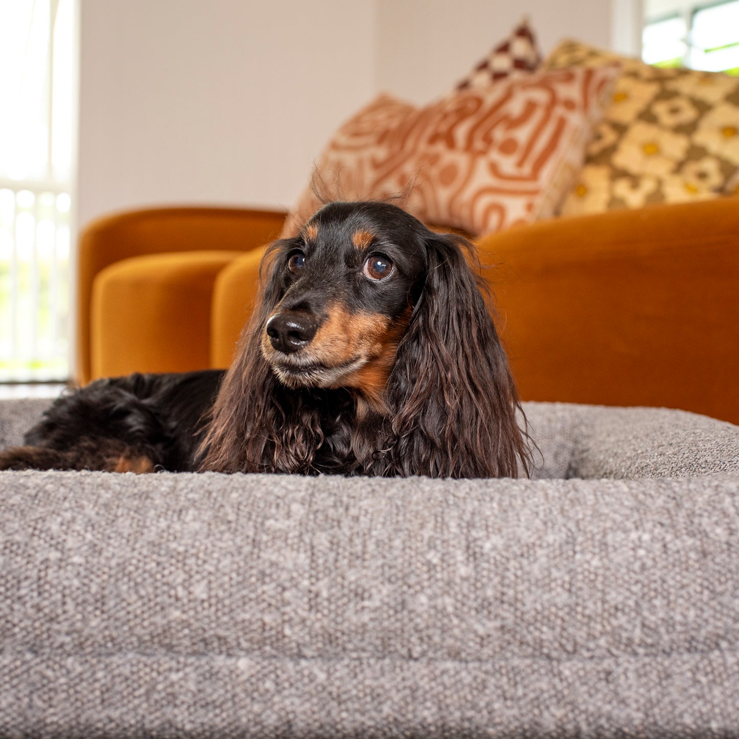 Orthopedic Memory Foam Boucle Dog Bed: Storm