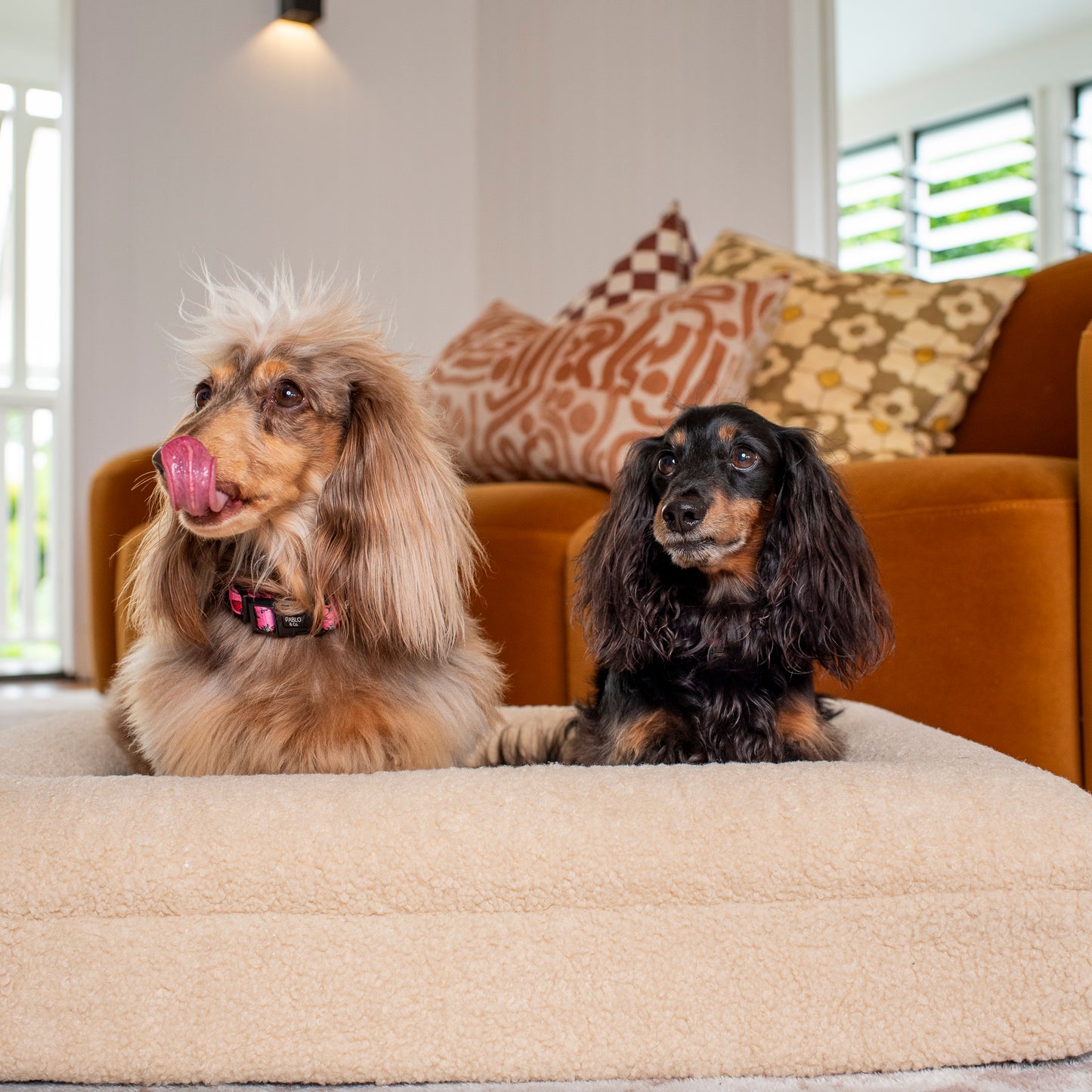 Orthopedic Memory Foam Teddy Dog Bed: Latte