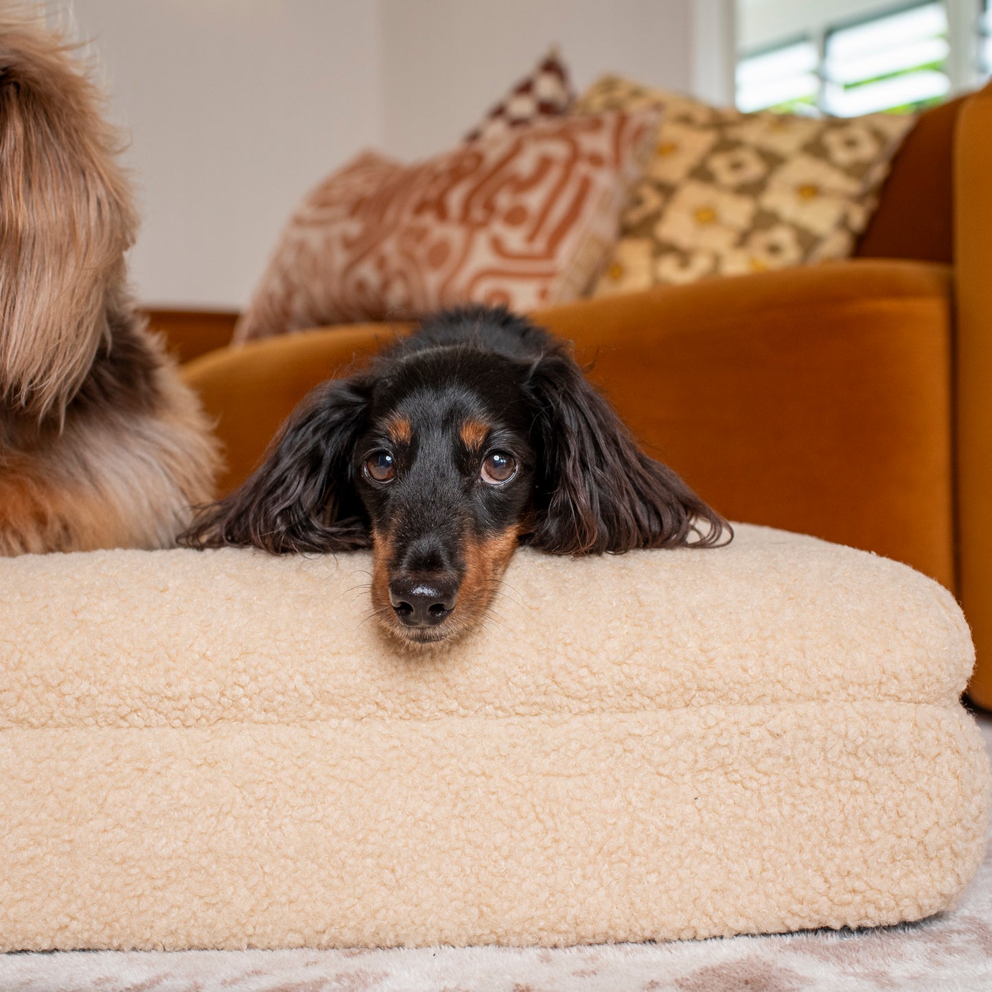 Orthopedic Memory Foam Teddy Dog Bed: Latte