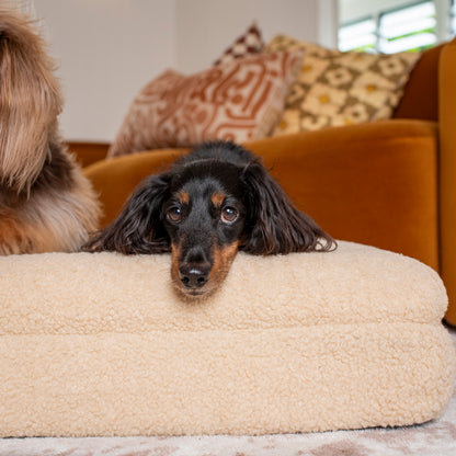 Orthopedic Memory Foam Teddy Dog Bed: Latte