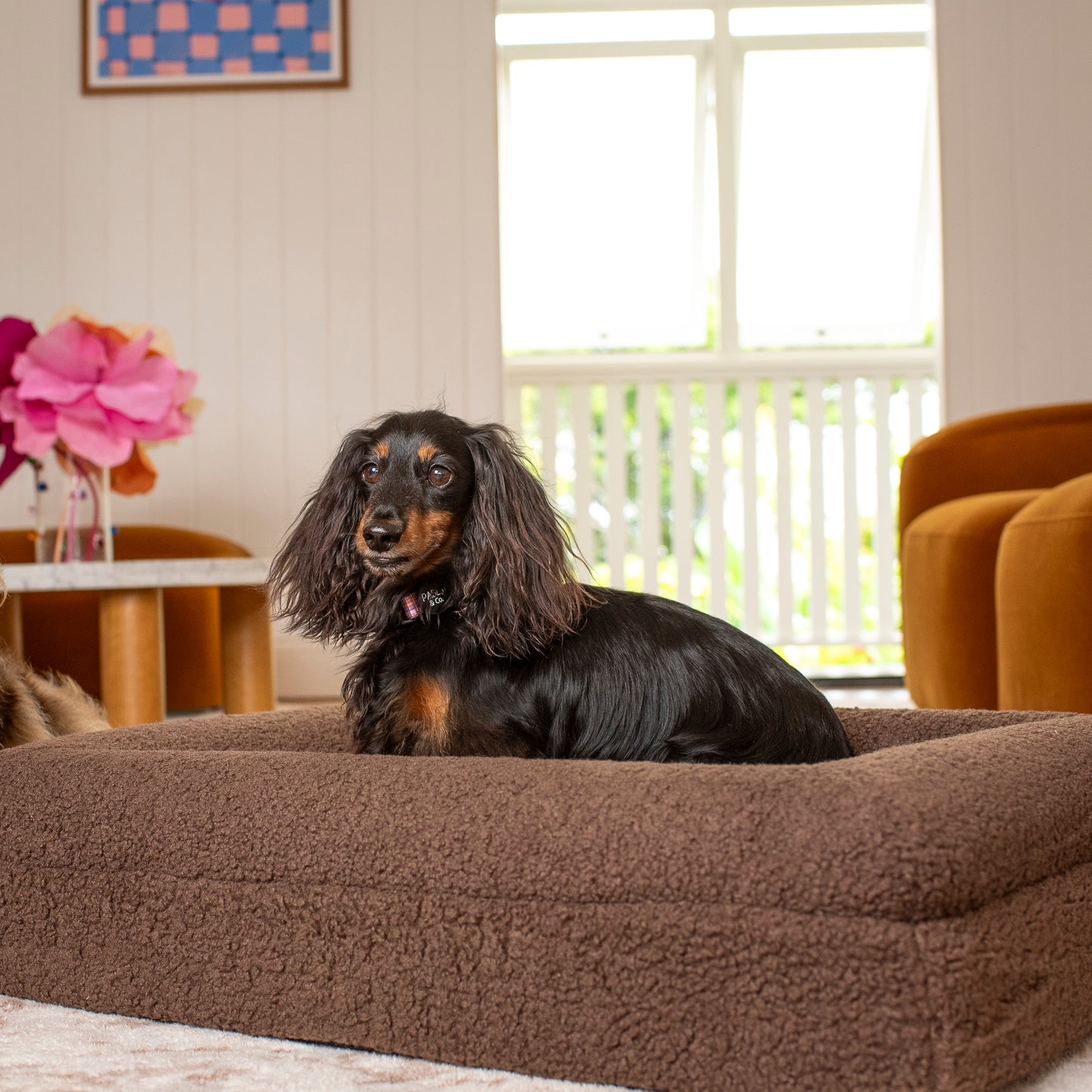 Orthopedic Memory Foam Teddy Dog Bed: Espresso