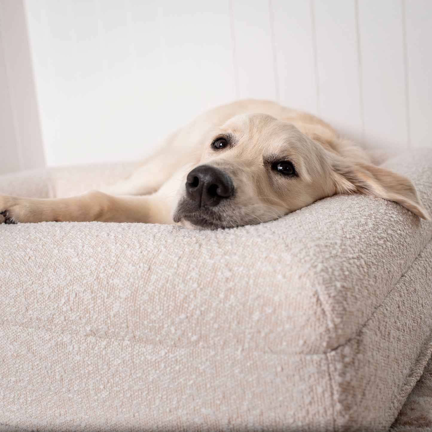 Orthopedic Memory Foam Boucle Dog Bed: Cloud