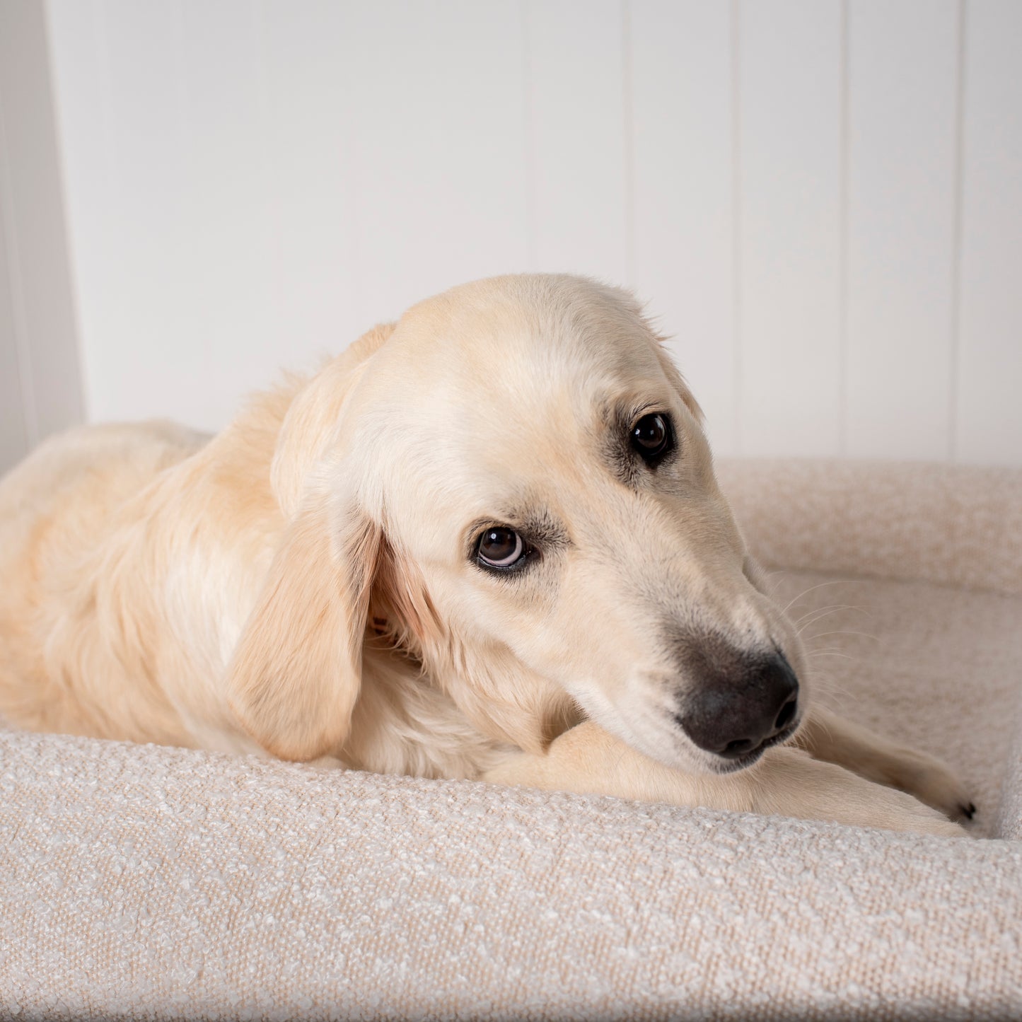 Orthopedic Memory Foam Boucle Dog Bed: Cloud