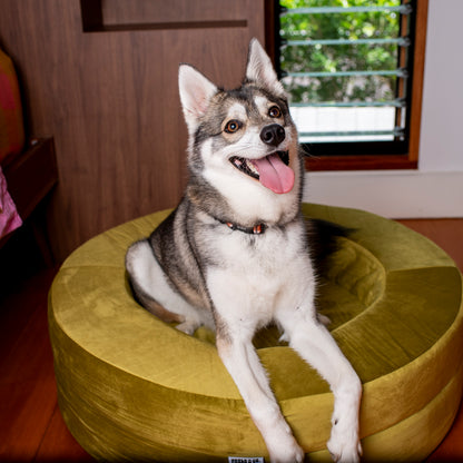 Orthopedic Memory Foam Velvet Donut Dog Bed: Pistachio