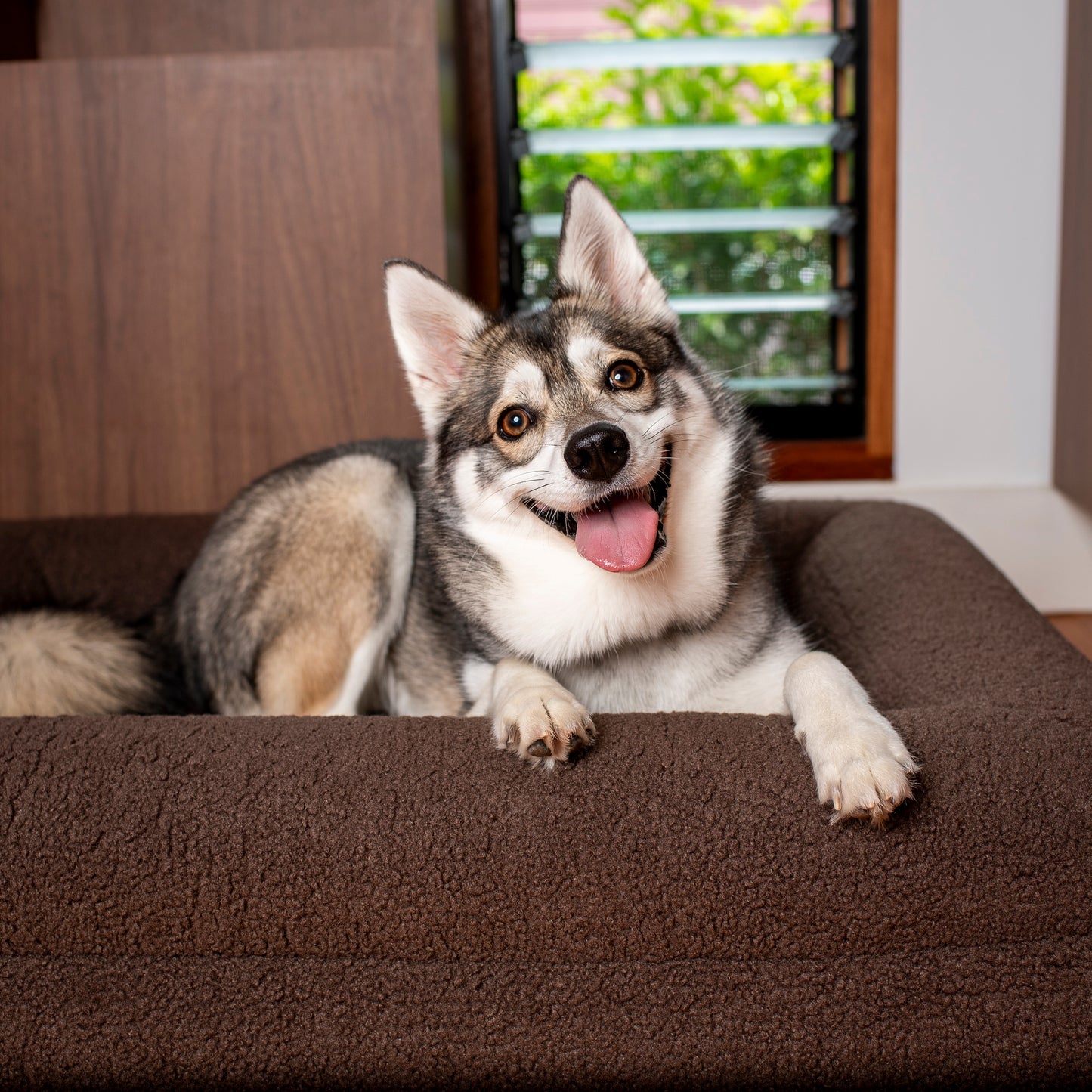 Orthopedic Memory Foam Teddy Dog Bed: Espresso