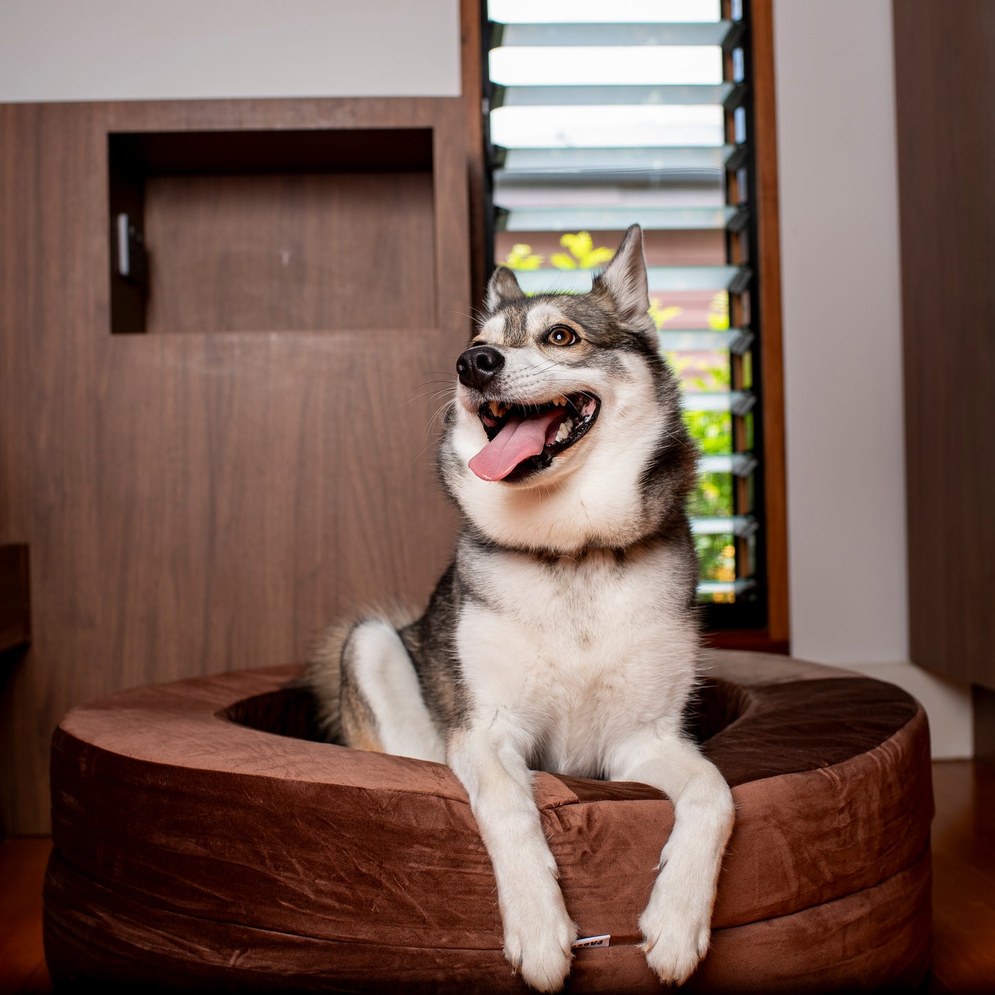 Orthopedic Memory Foam Velvet Donut Dog Bed: Dark Chocolate