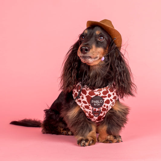 Rodeo: Adjustable Harness