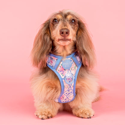 Petal: No Pull Adventure Harness