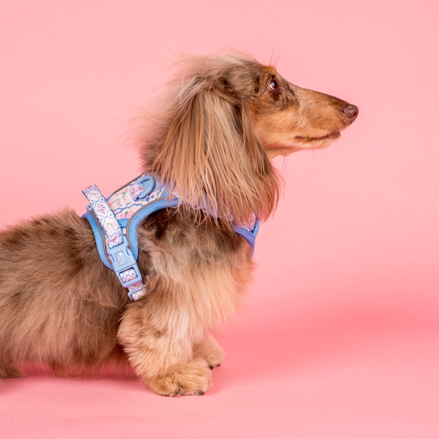 Petal: No Pull Adventure Harness