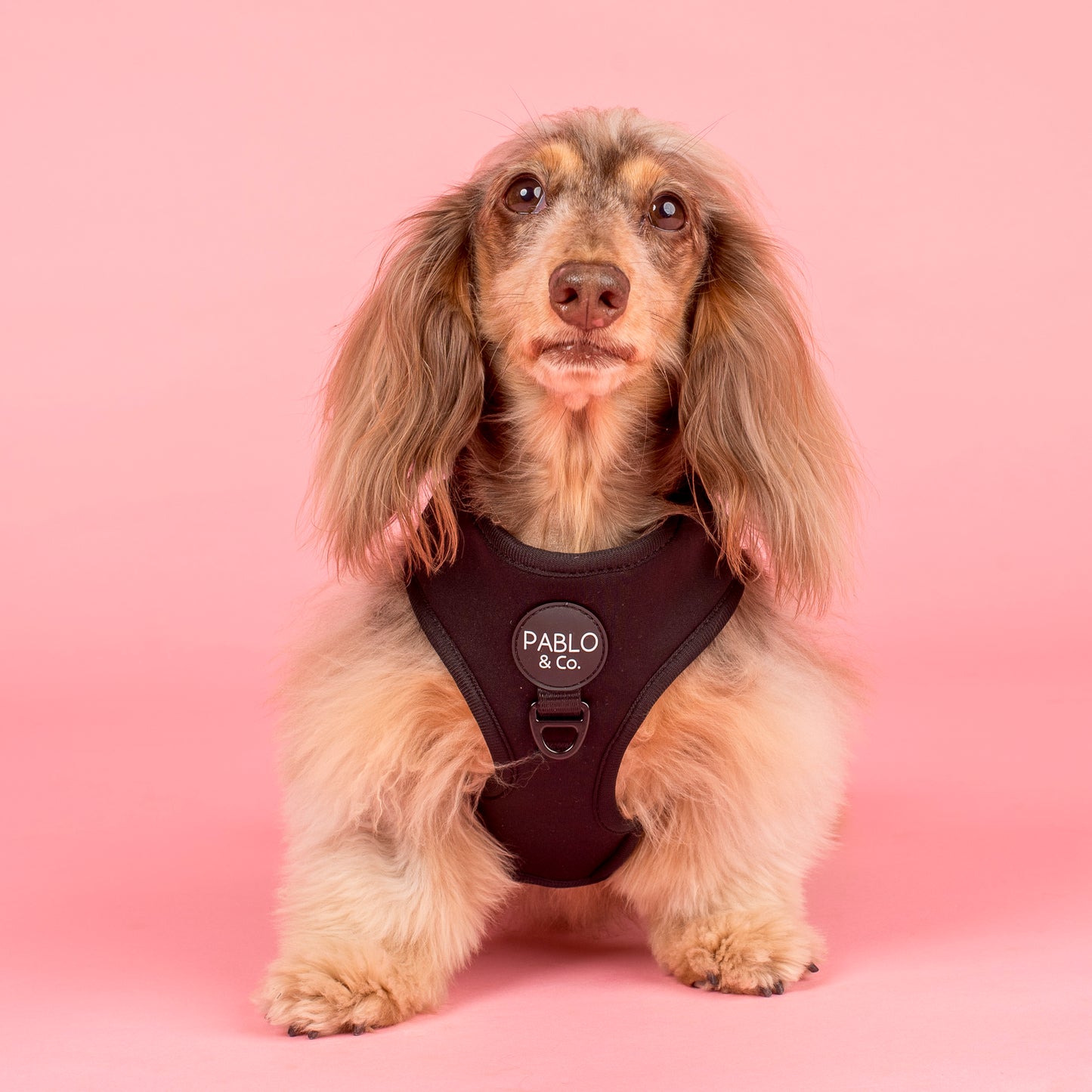 Black: Adjustable Harness