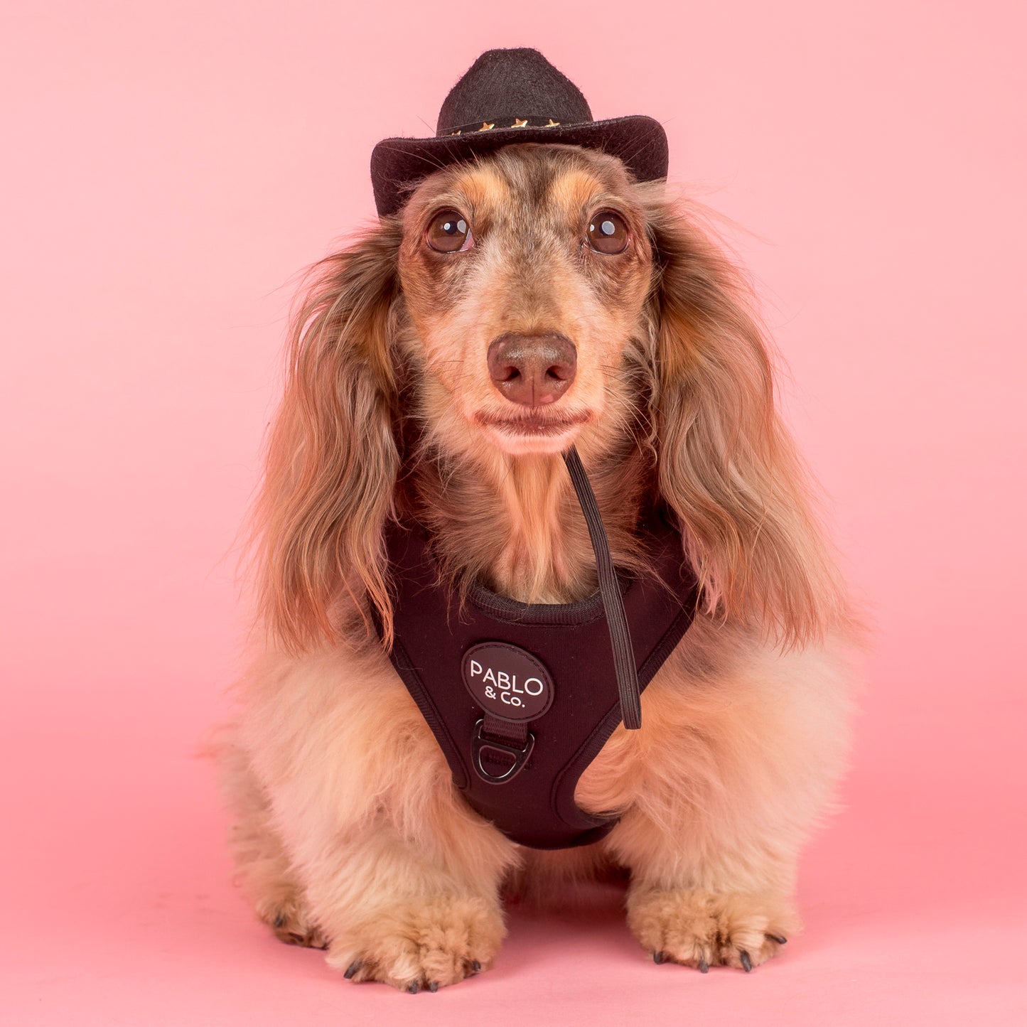 Black: Adjustable Harness