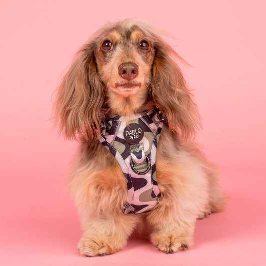 Navy Wavy: No Pull Adventure Harness