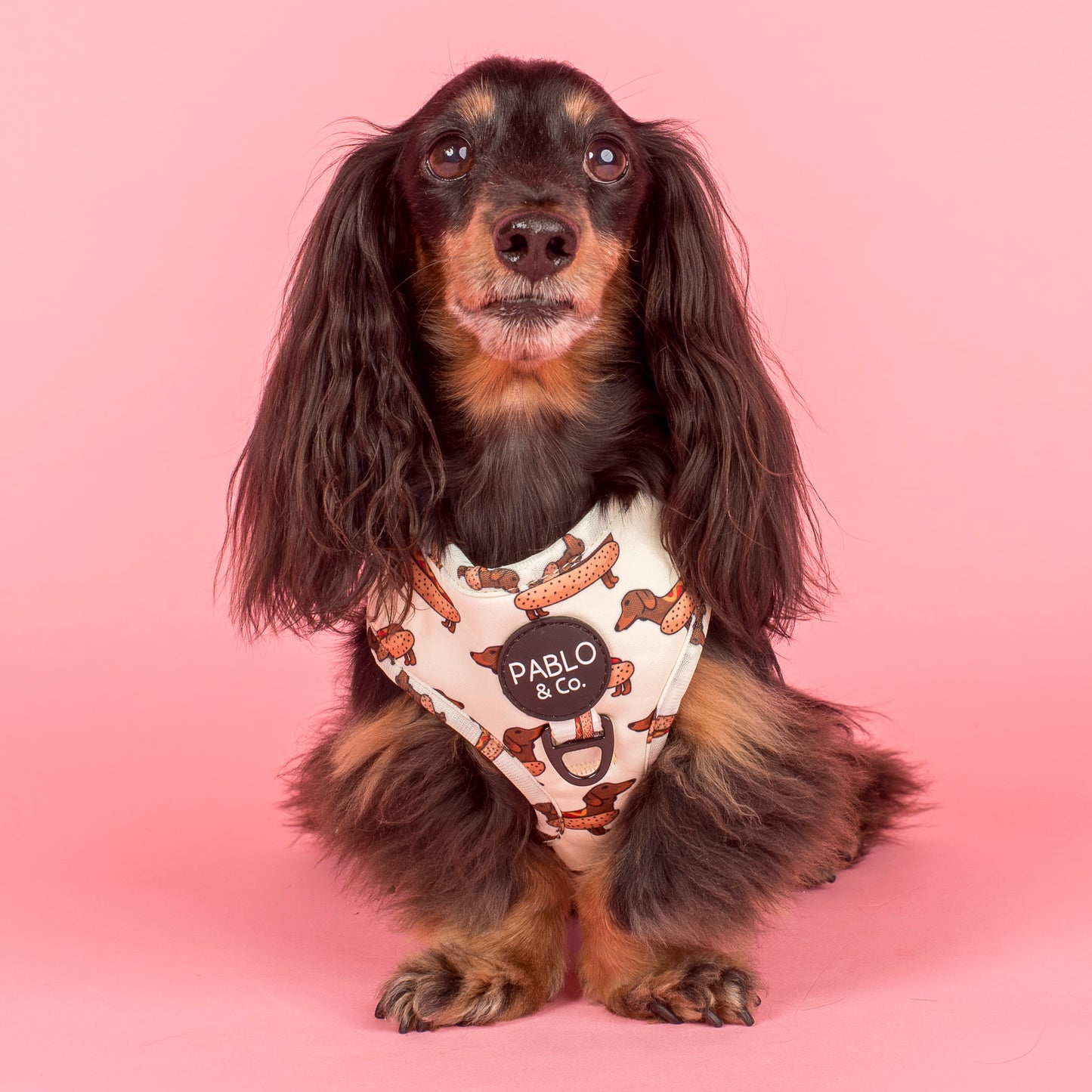 Wiener Dogs: Adjustable Harness