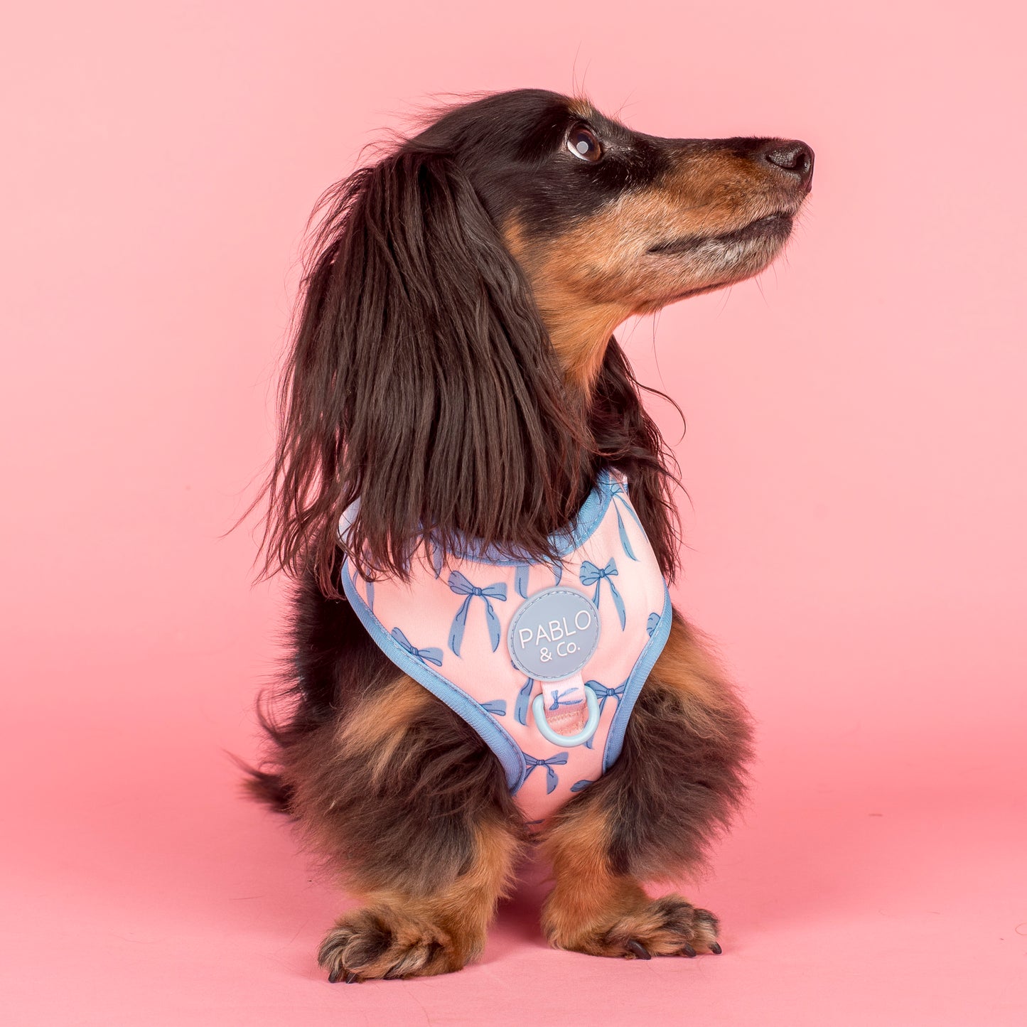 Baby Blue Bows: Adjustable Harness