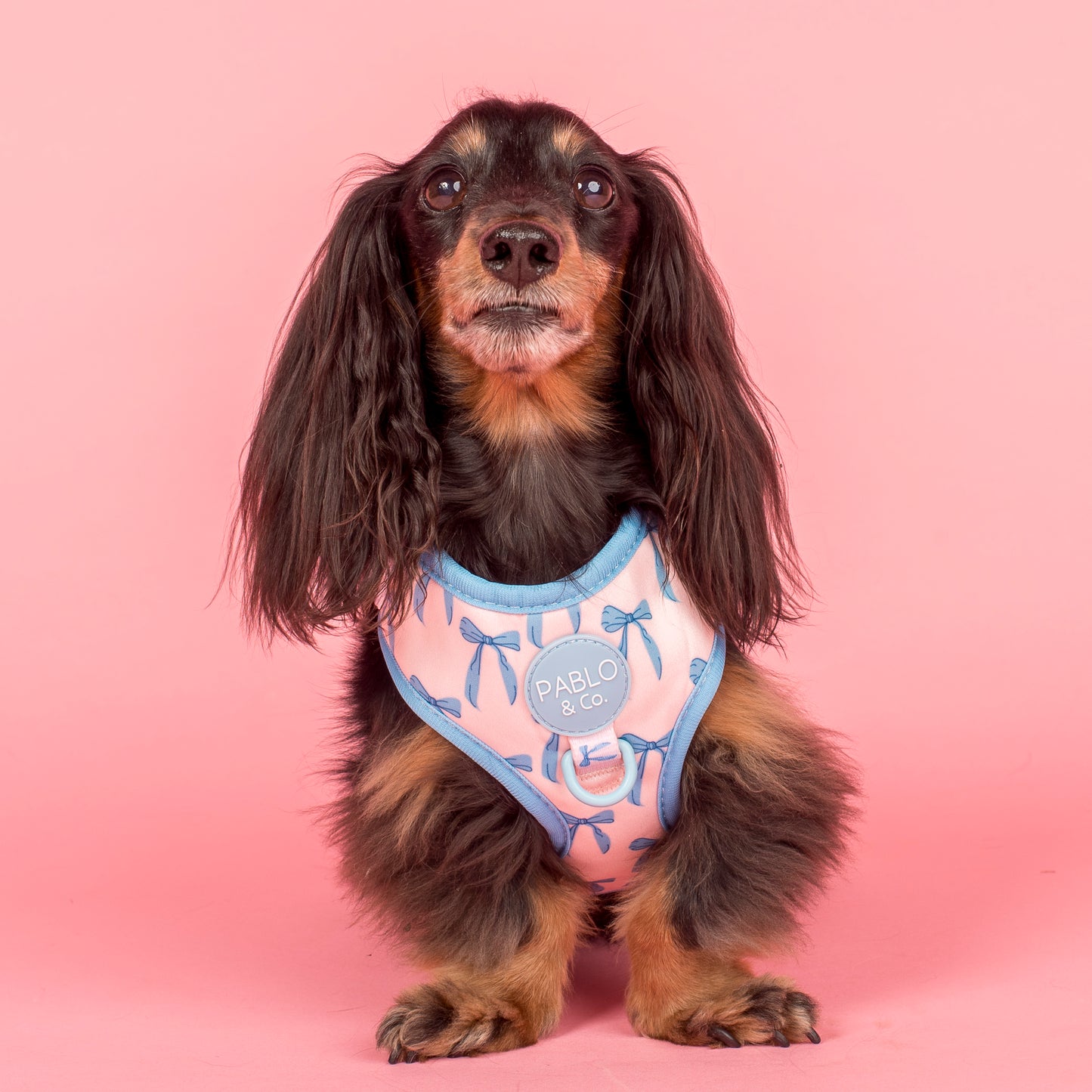 Baby Blue Bows: Adjustable Harness