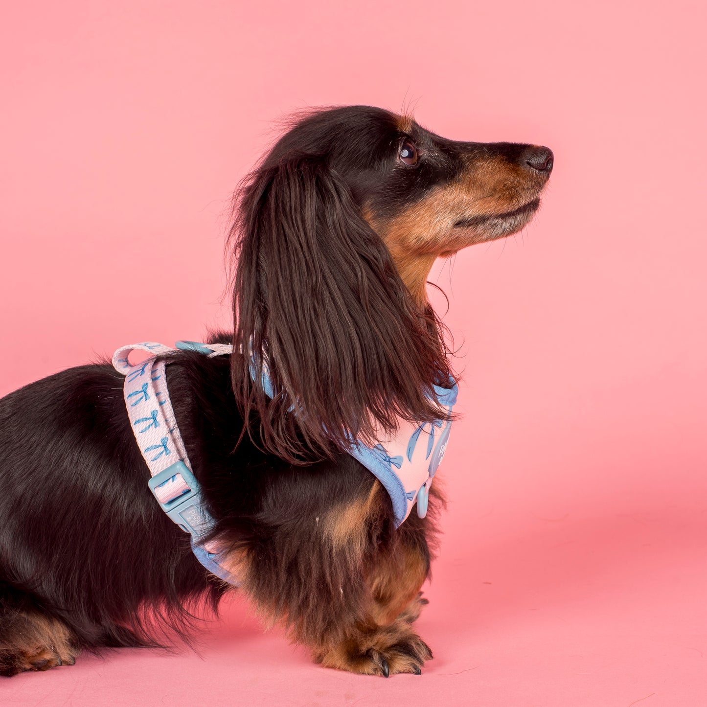 Baby Blue Bows: Adjustable Harness